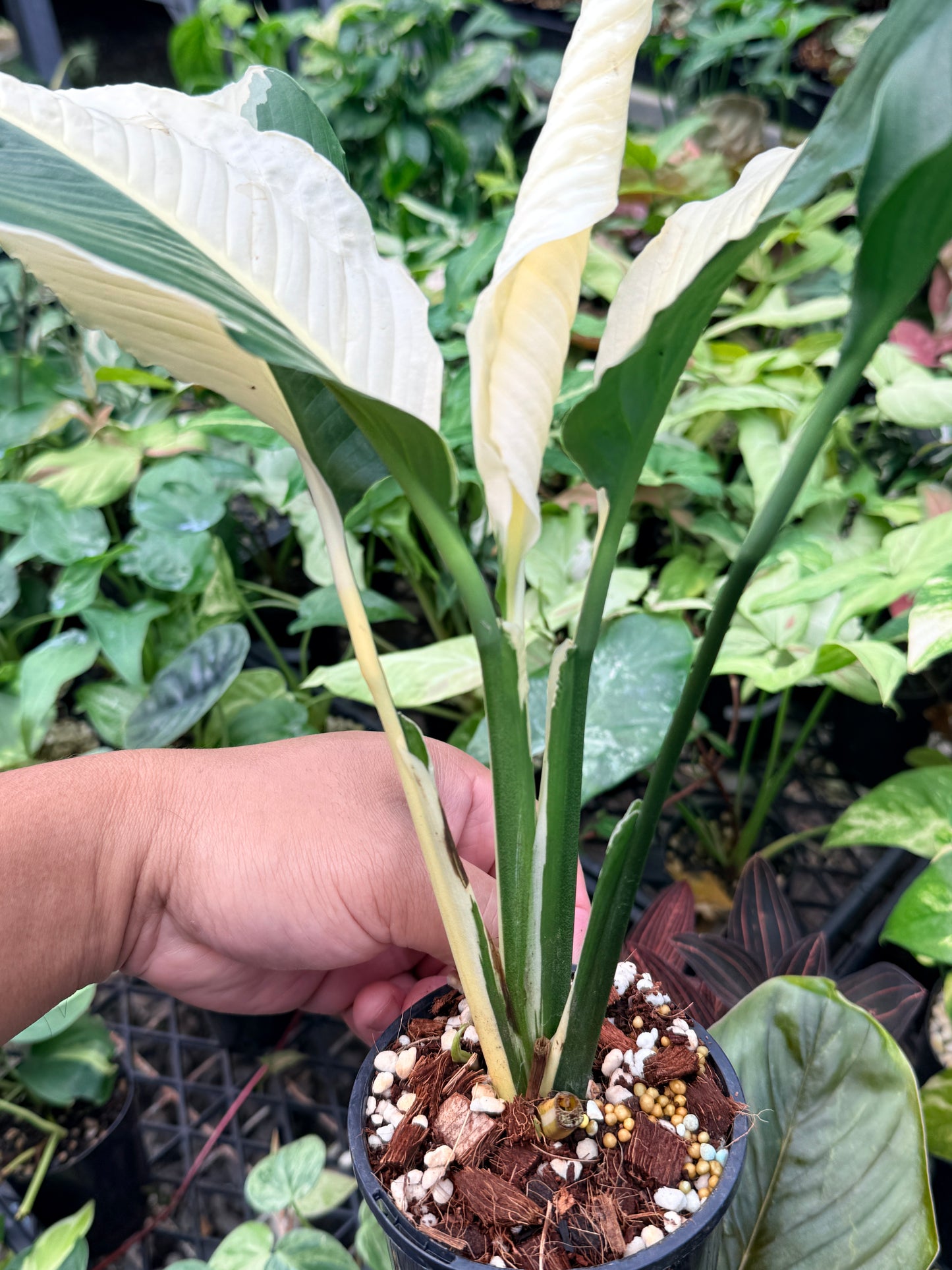 Spathiphyllum 'Variegated Peace Lily' N47