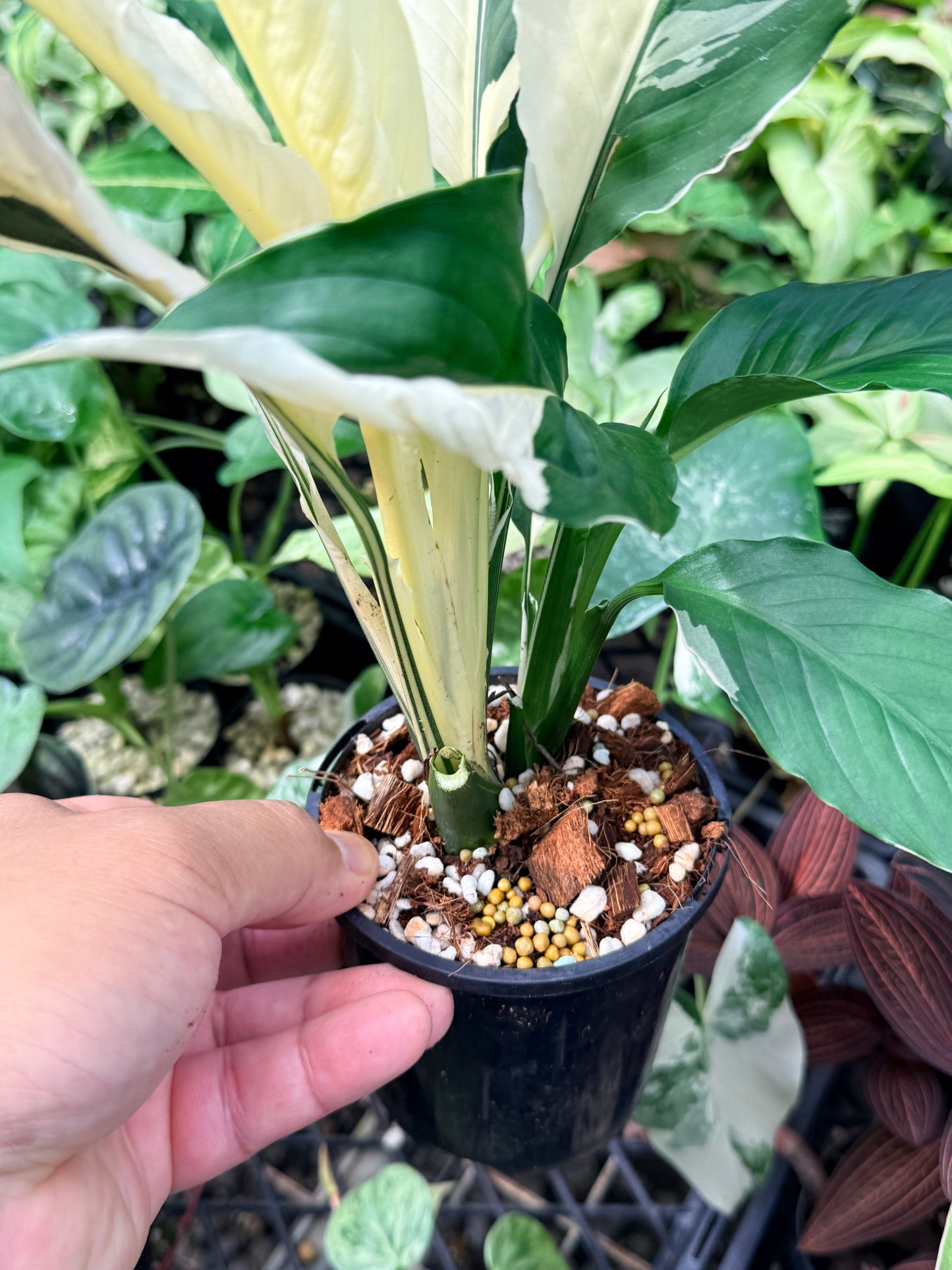 Spathiphyllum 'Variegated Peace Lily' N48