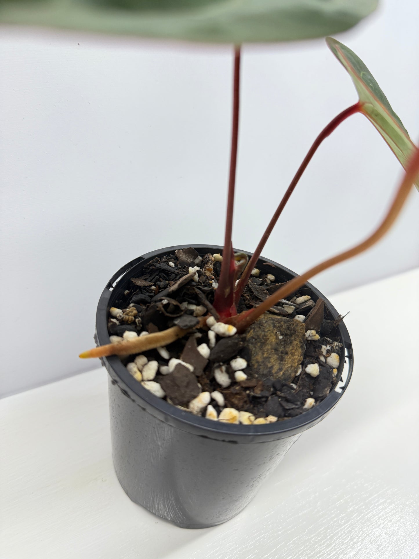 Anthurium hoffmannii Red Sinus aka Blood Moon - Rarely Offered B54