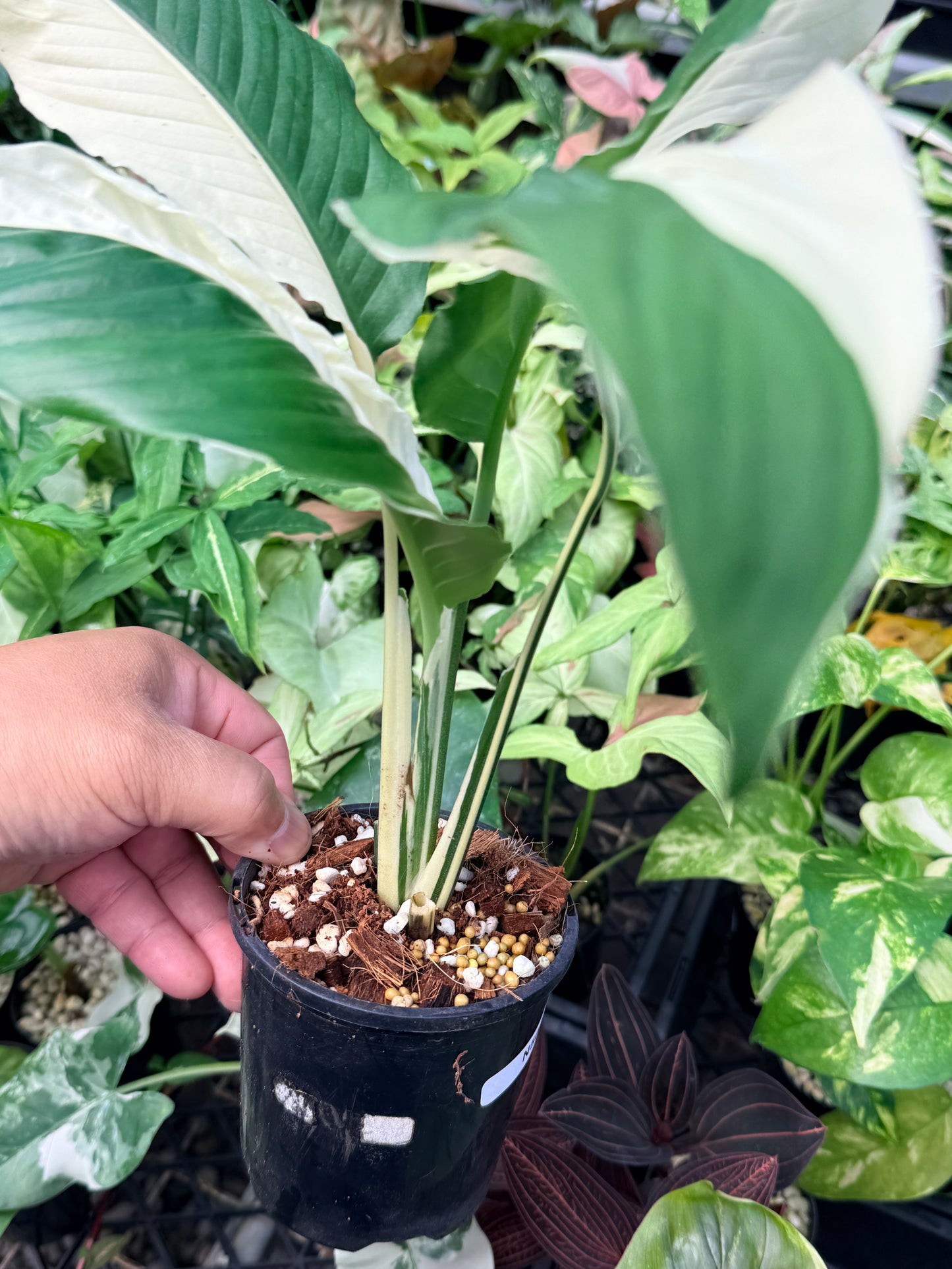 Spathiphyllum 'Variegated Peace Lily' N50