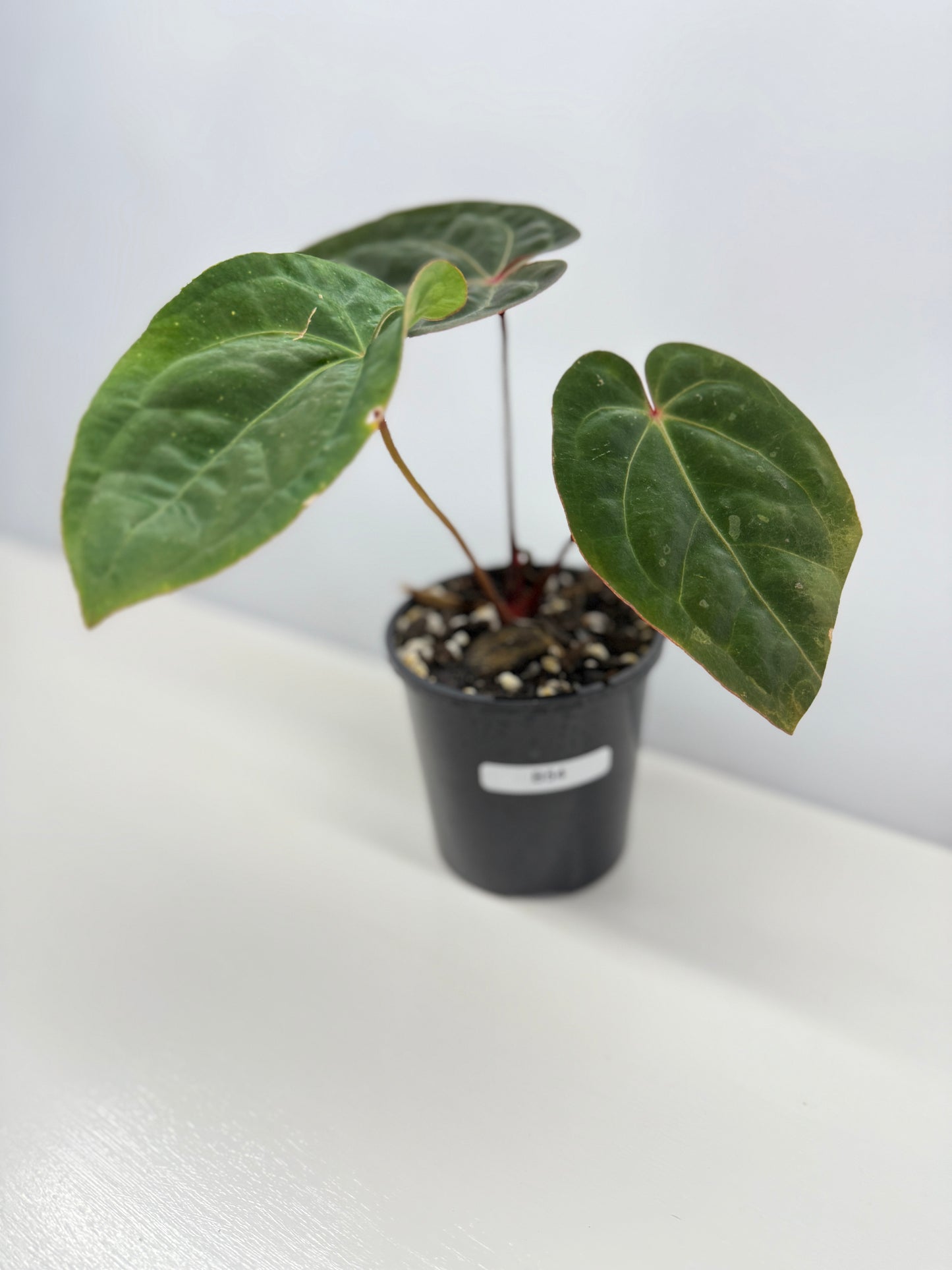 Anthurium hoffmannii Red Sinus aka Blood Moon - Rarely Offered B54