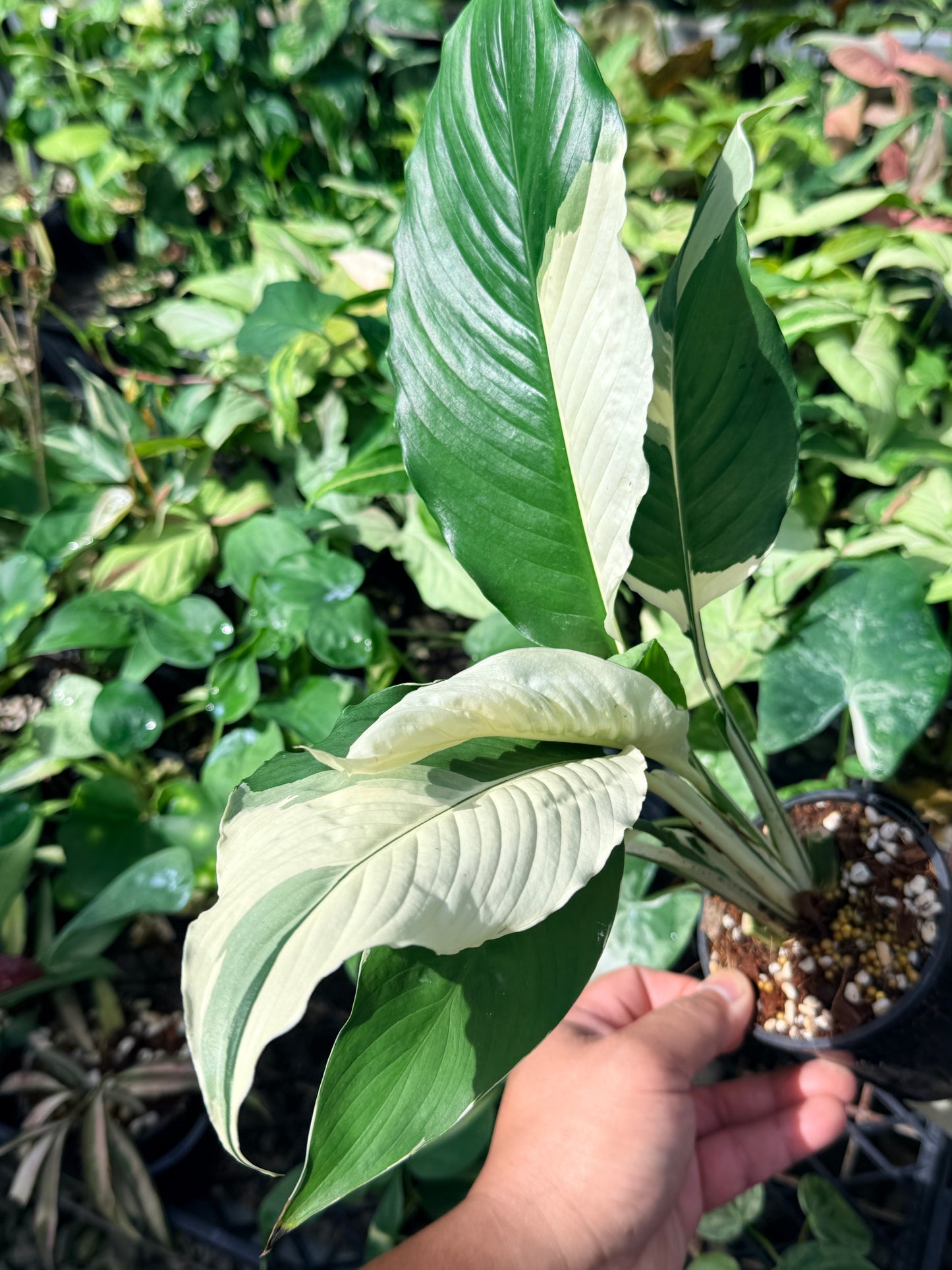 Spathiphyllum 'Variegated Peace Lily' N49