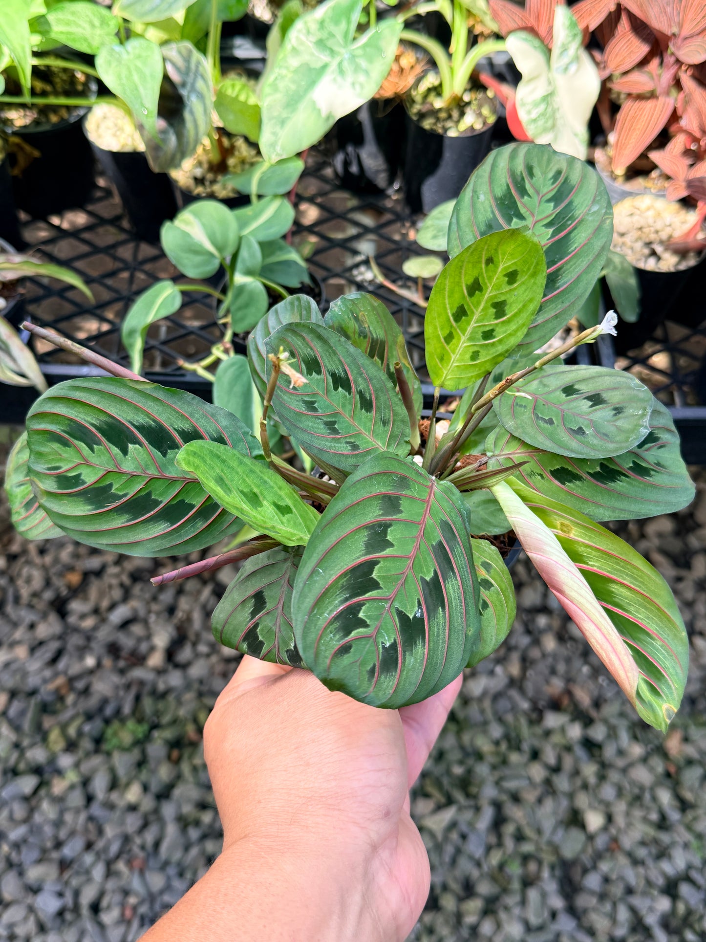 Maranta 'Red Vein' N53