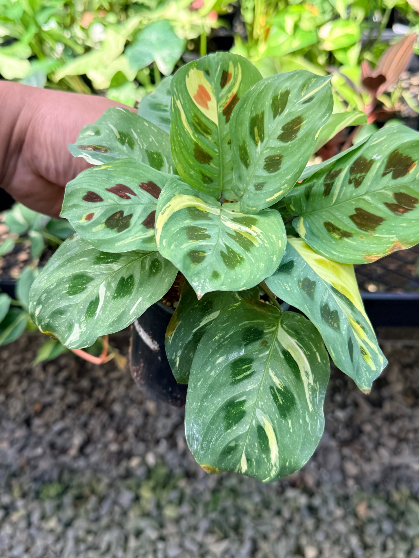 Maranta 'Variegata' N52