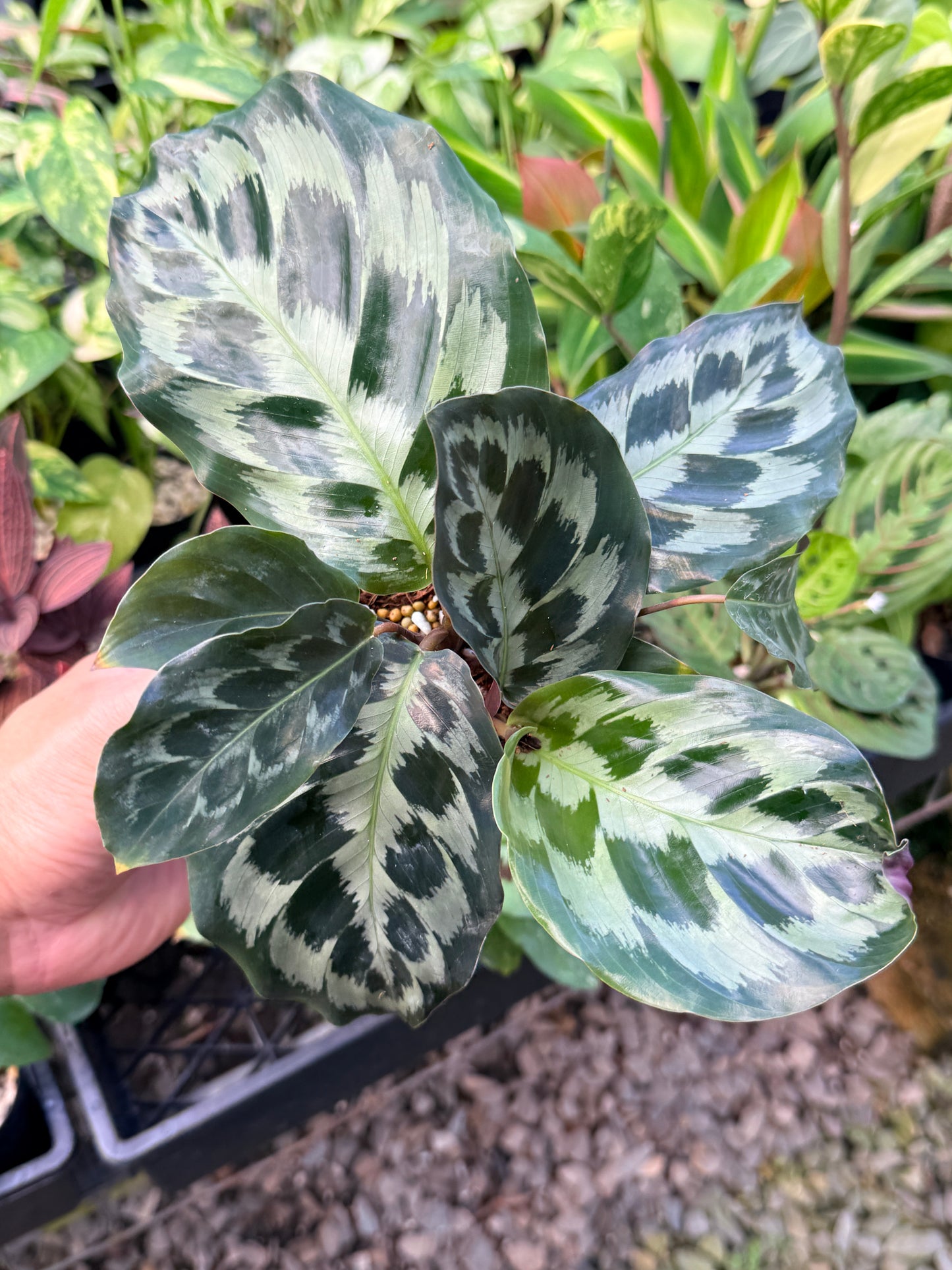 Calathea 'Helen Kennedy' N51