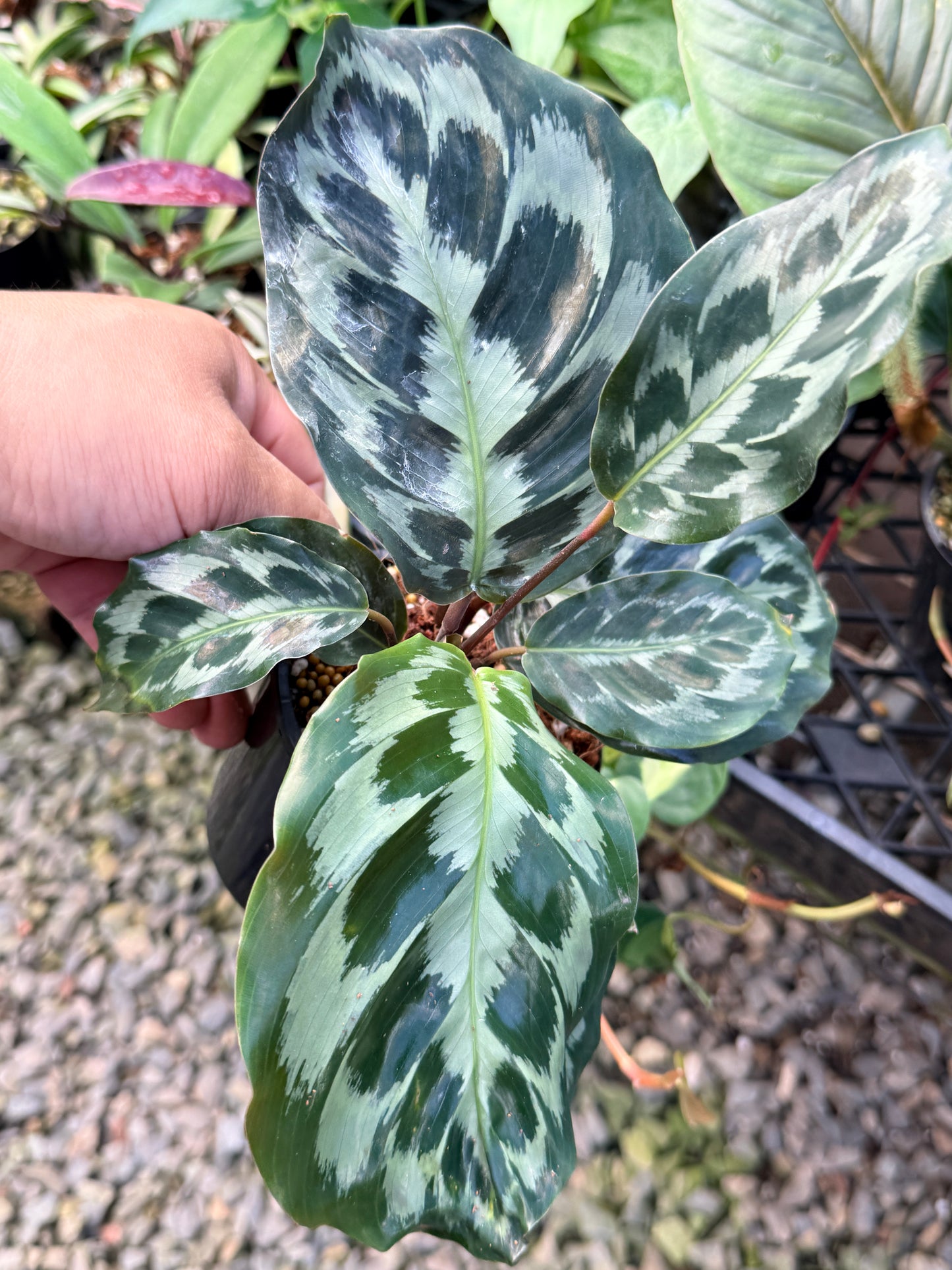 Calathea 'Helen Kennedy' G6