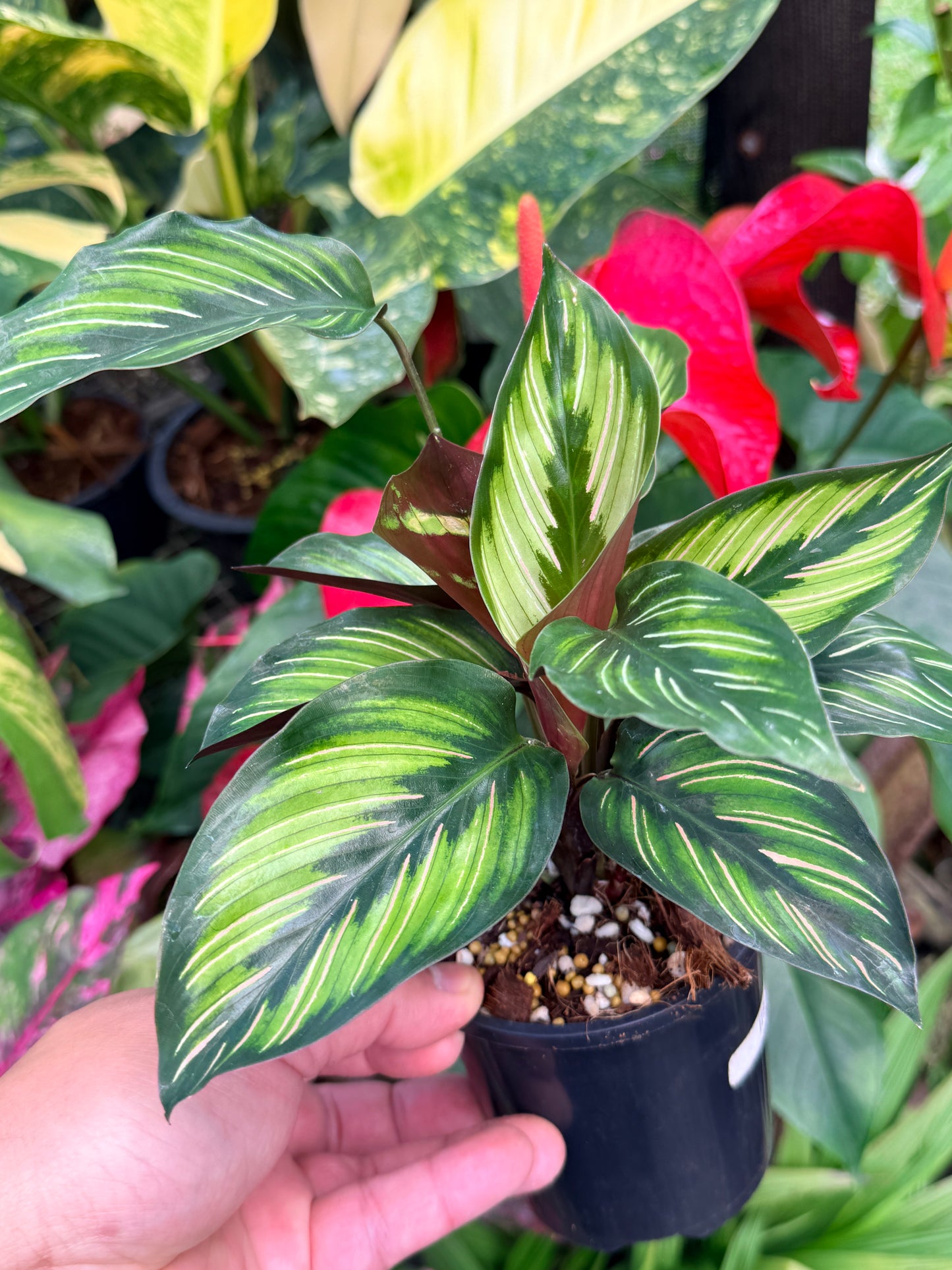 Calathea 'Beauty Star' I78