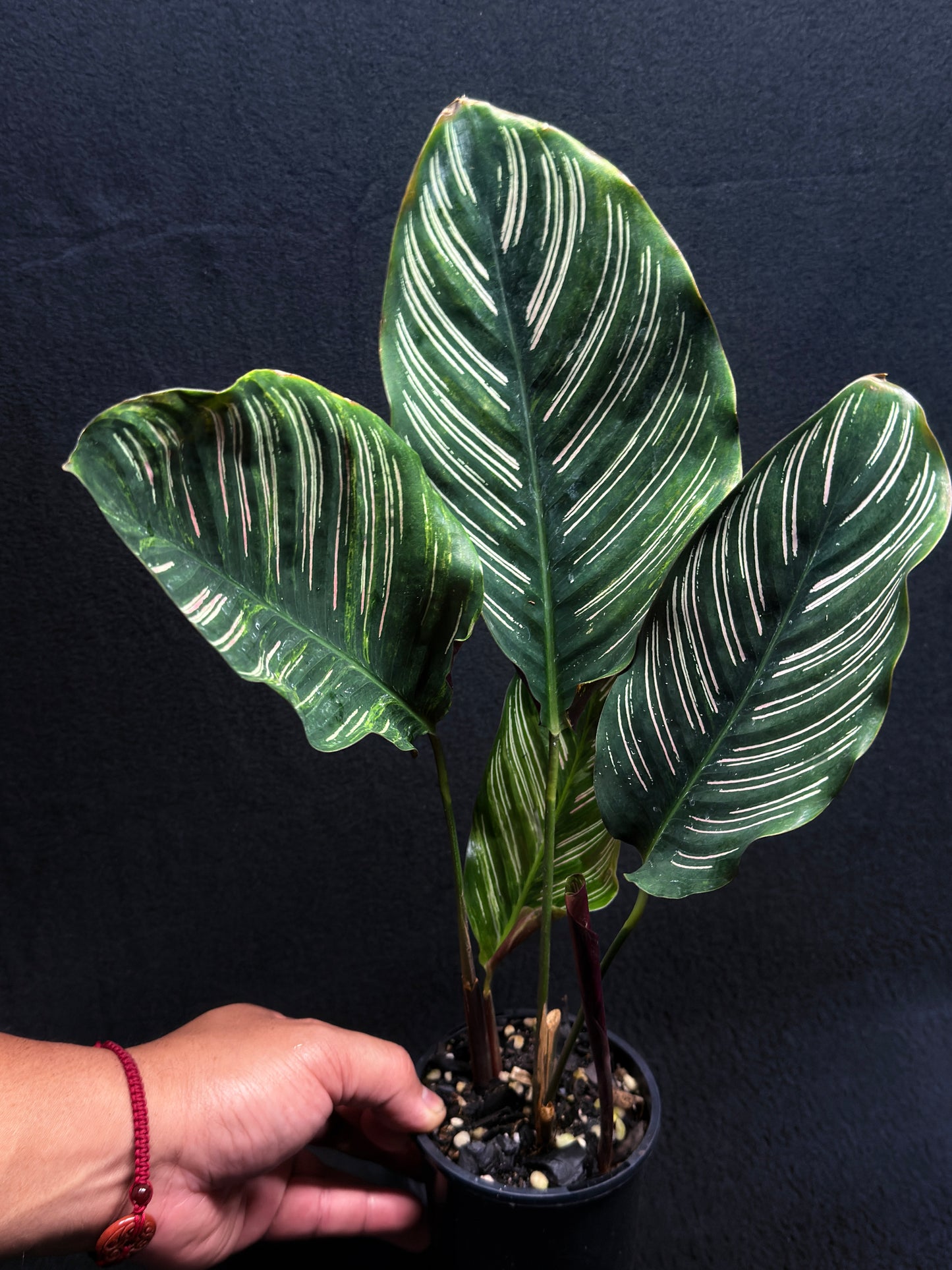 Calathea sanderiana 'Pinstripe Calathea' Variegated H24