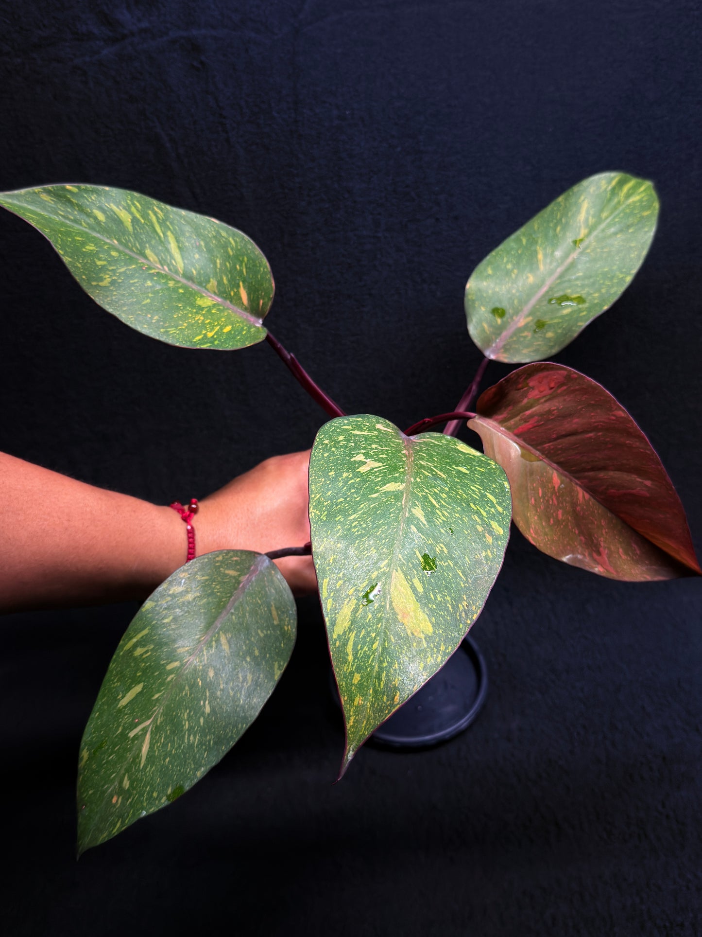 Philodendron 'Orange Princess' - Rarely Offered H25