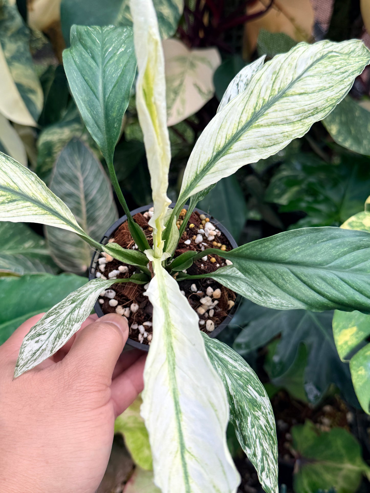 Spatiphyllum Sensation 'Peace Lily' N45