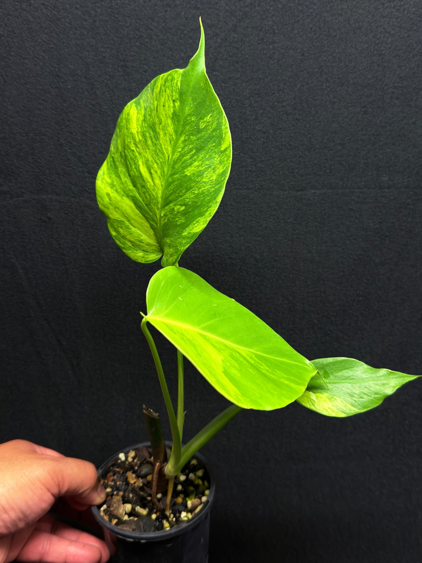 Monstera borsigiana 'Aurea variegated' H26