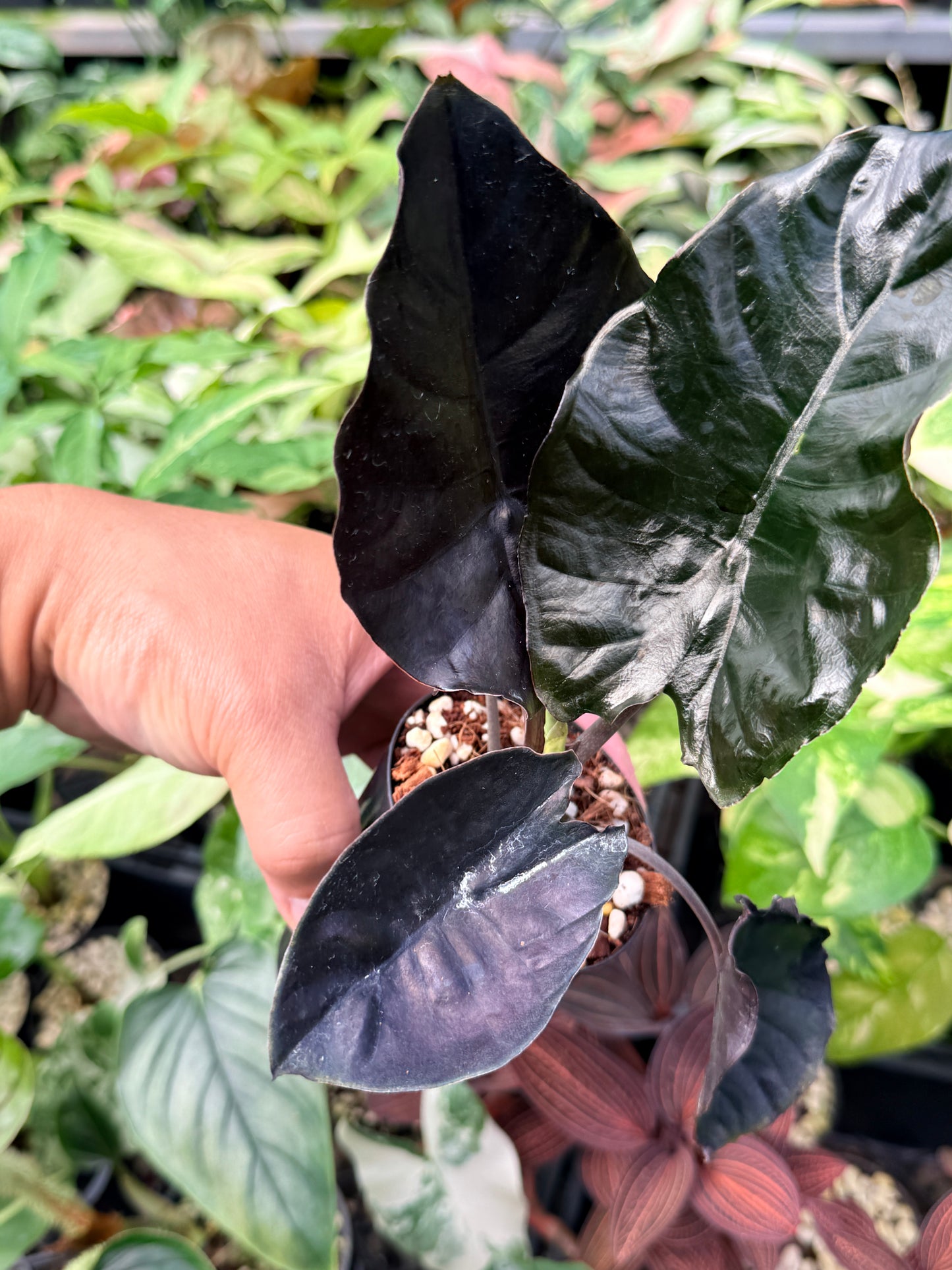 Alocasia infernalis 'Black Magic' N43