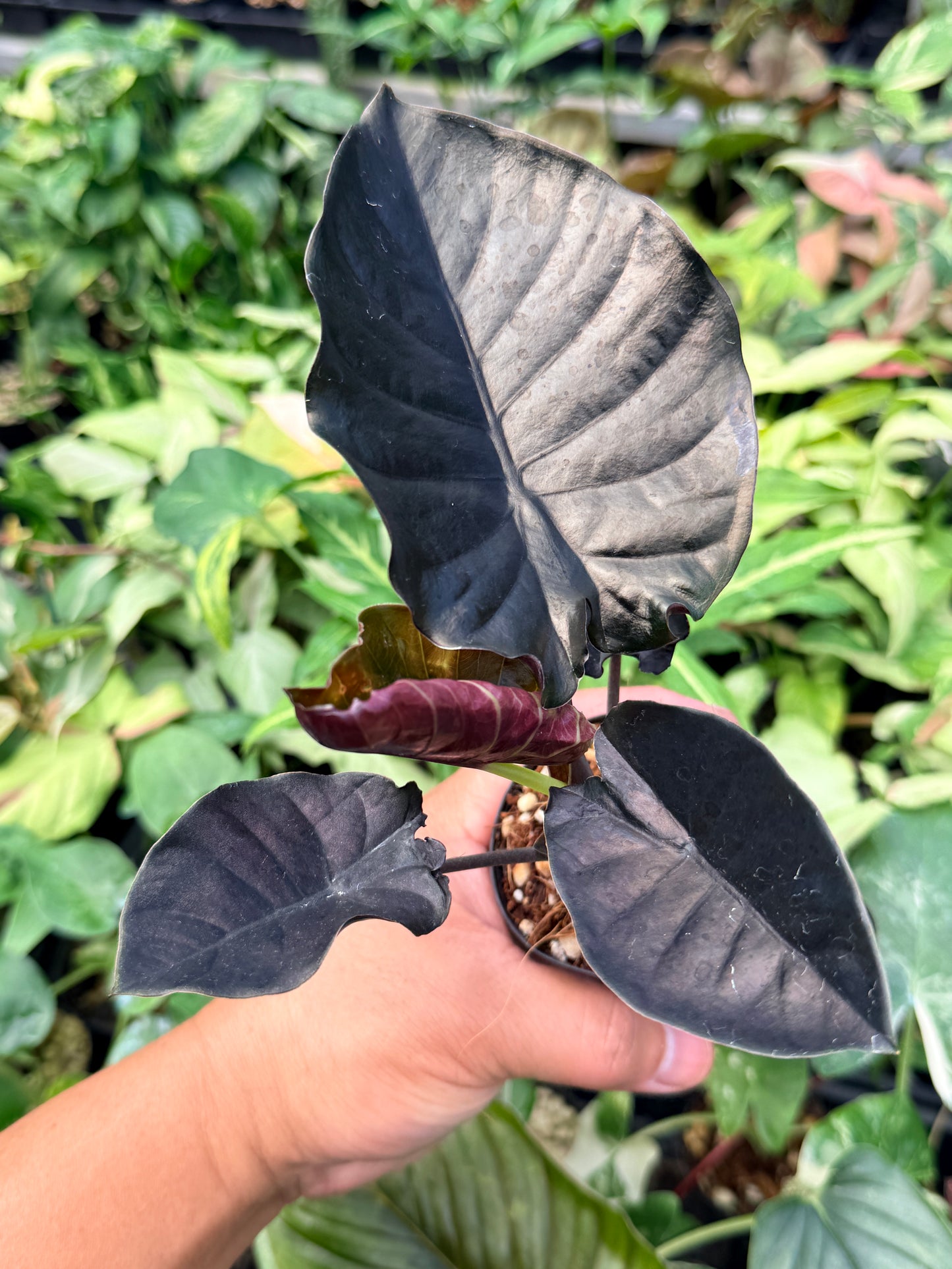 Alocasia infernalis 'Black Magic' N44