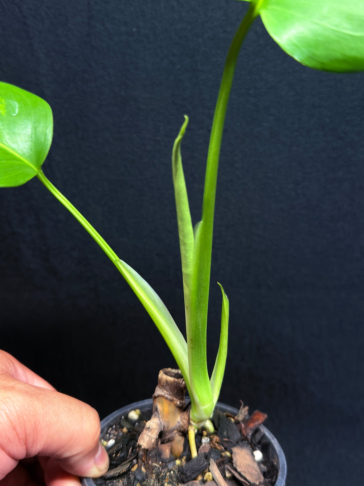 Monstera borsigiana 'Aurea variegated' H27