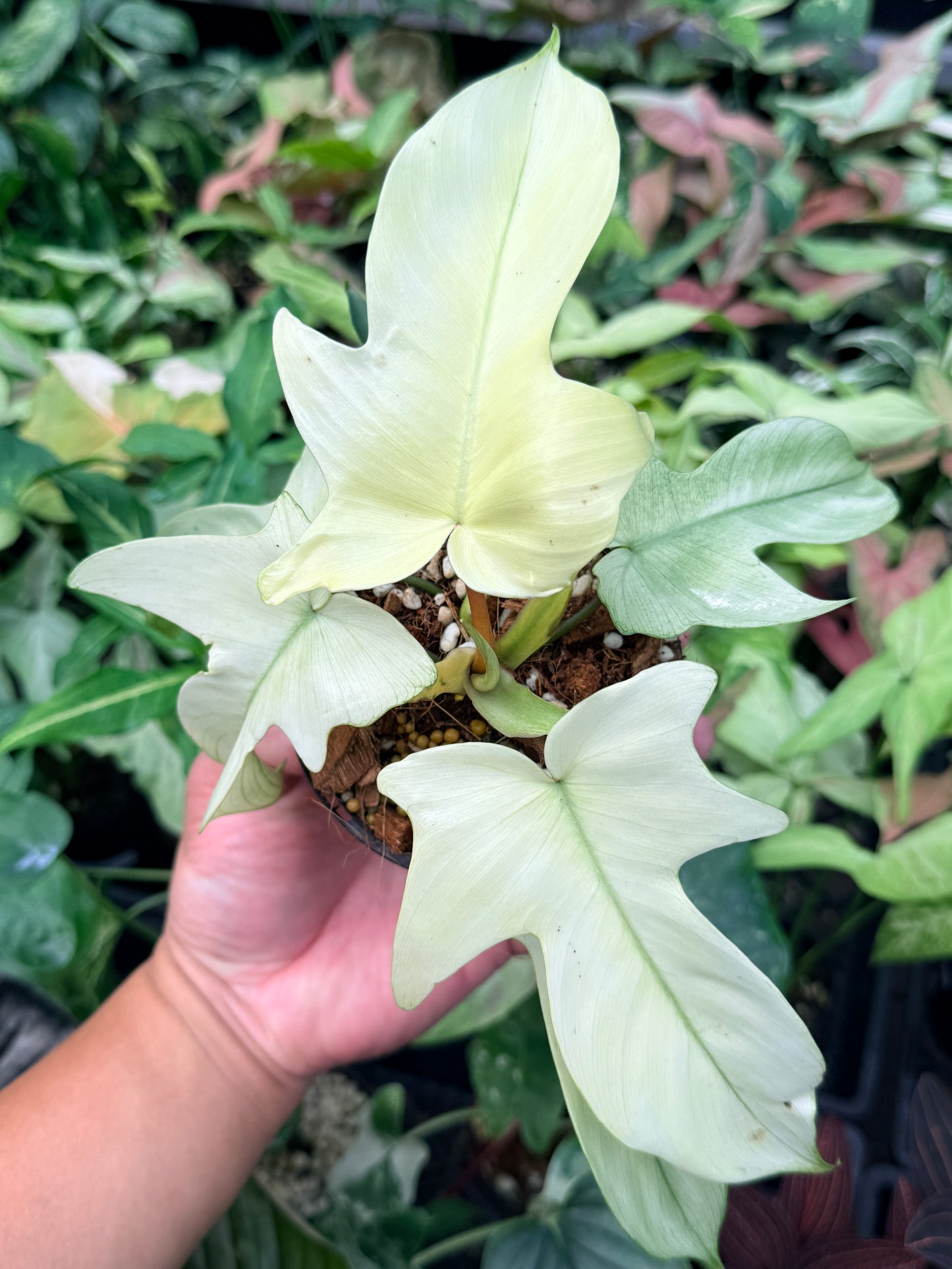 Philodendron 'Florida Ghost' N38