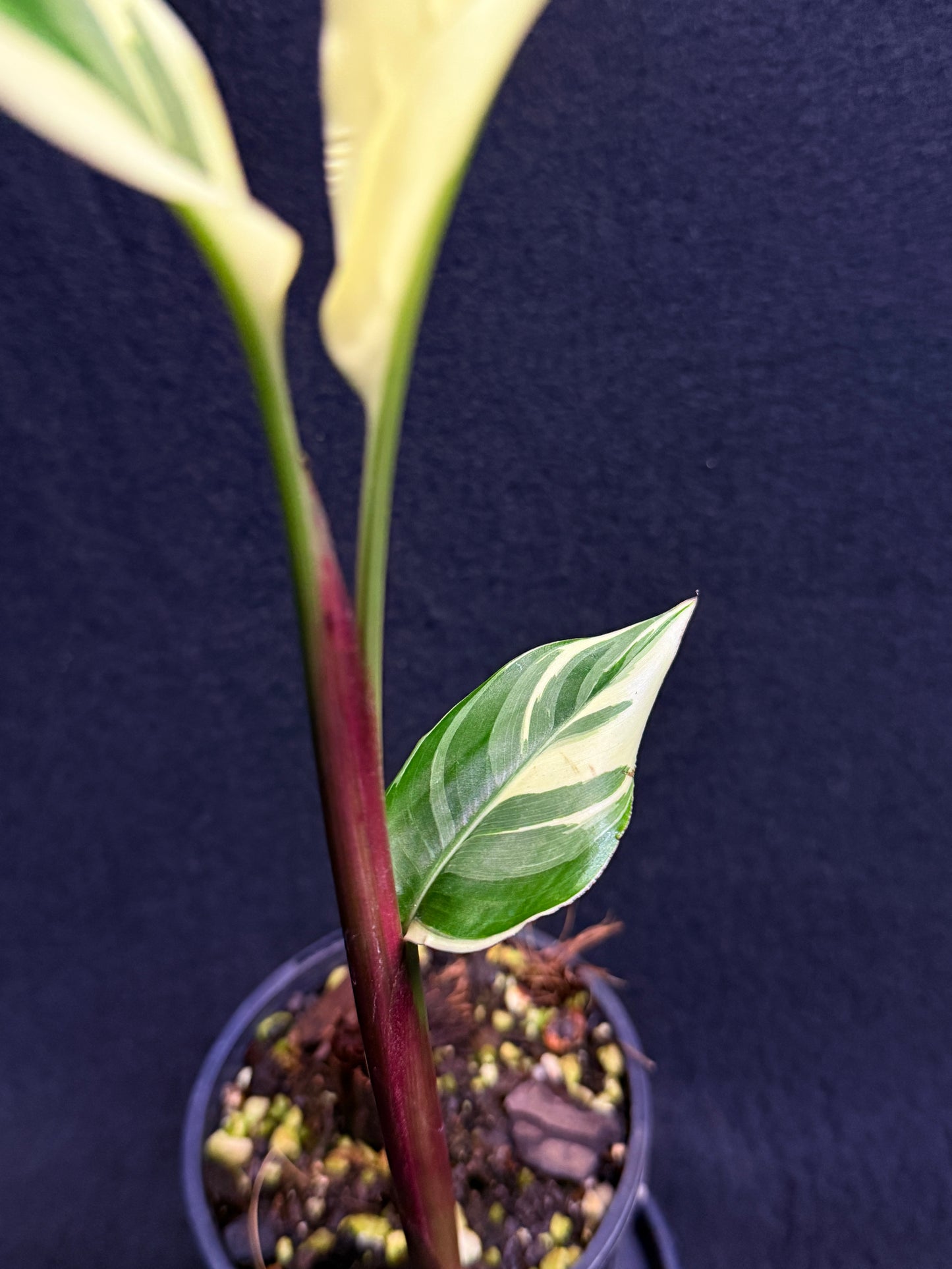 Heliconia Psittacorum Variegated 'Lady Di' - Rarely Offered H30