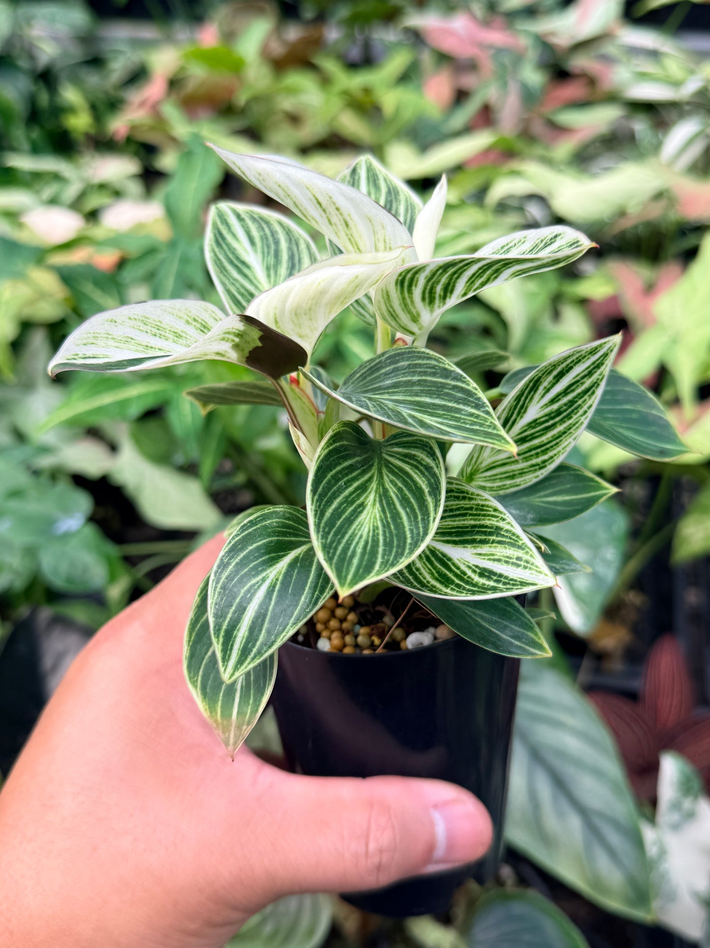 Philodendron 'Birkin' Variegata N41