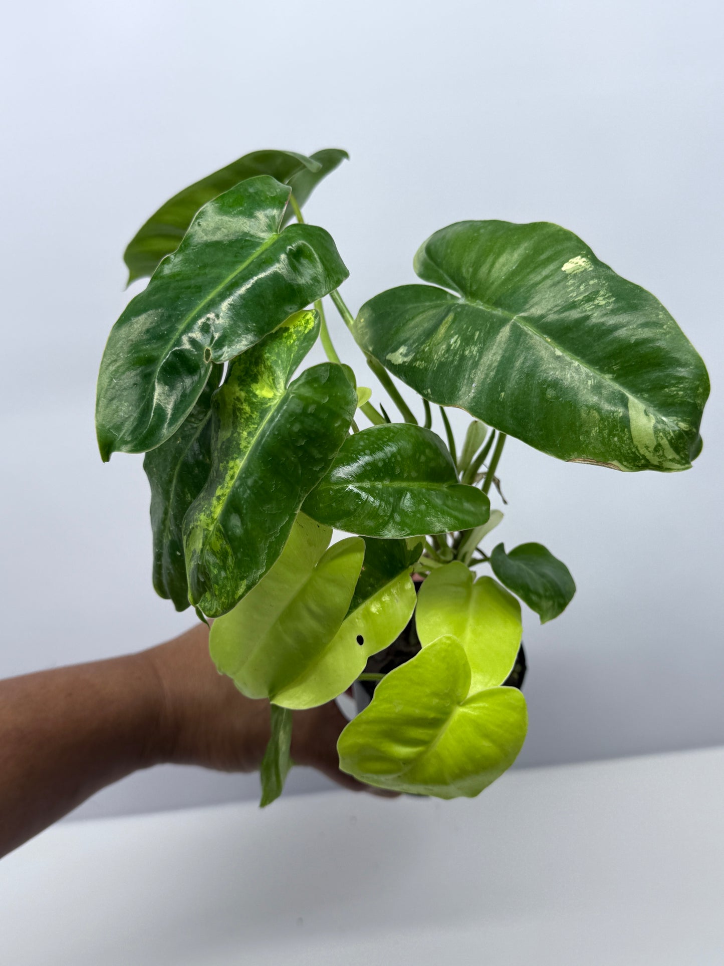 Philodendron Burle Marx Variegata U21