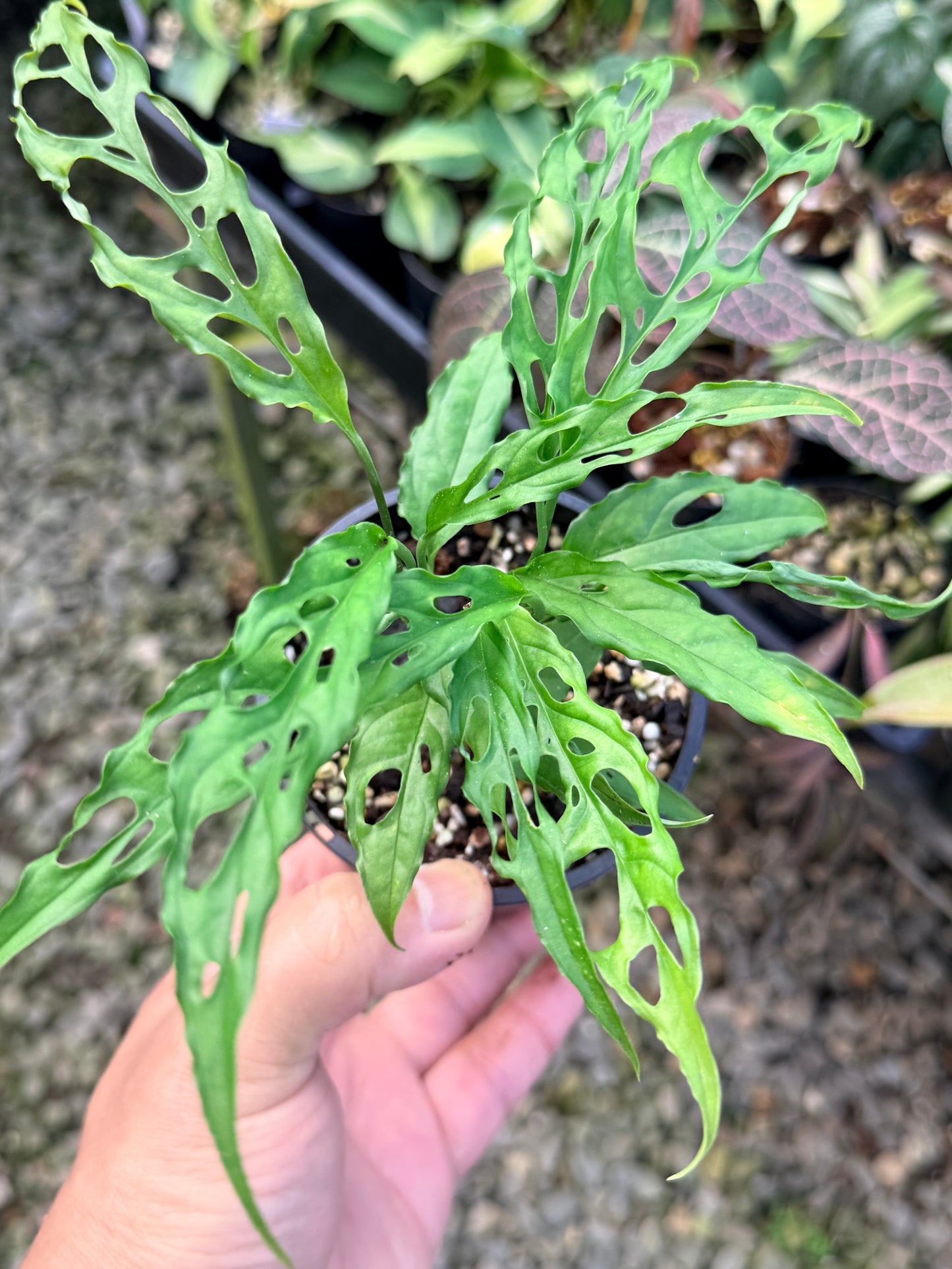 Monstera Peru Obliqua N26