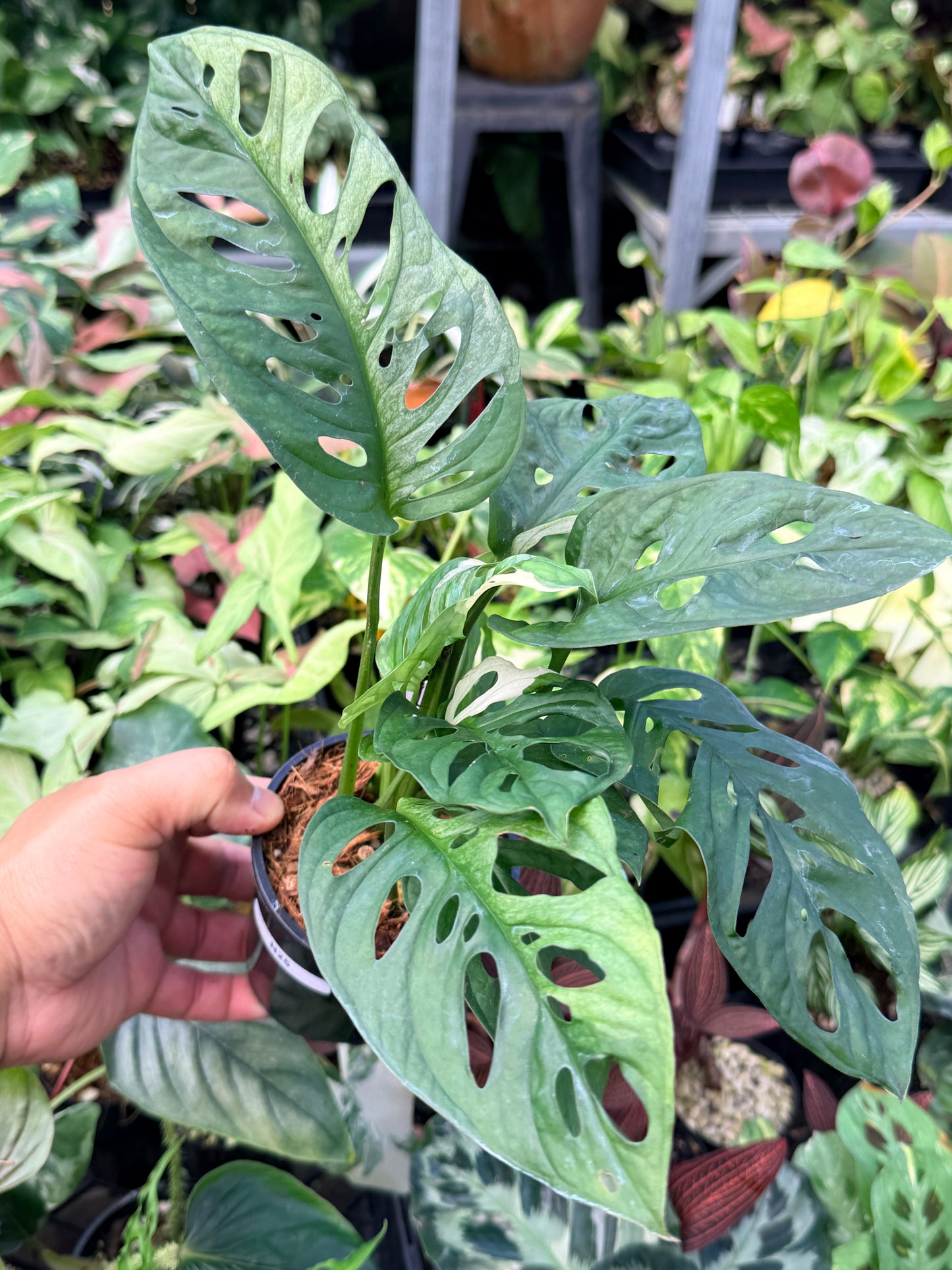 Monstera Adansonii Variegated Albo N25