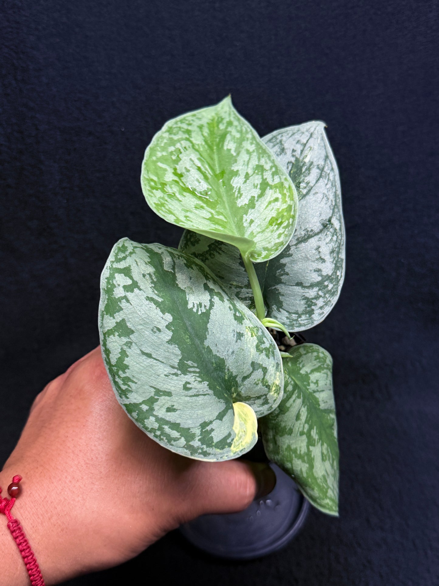 Scindapsus Pictus Aurea Mayari Variegata H35