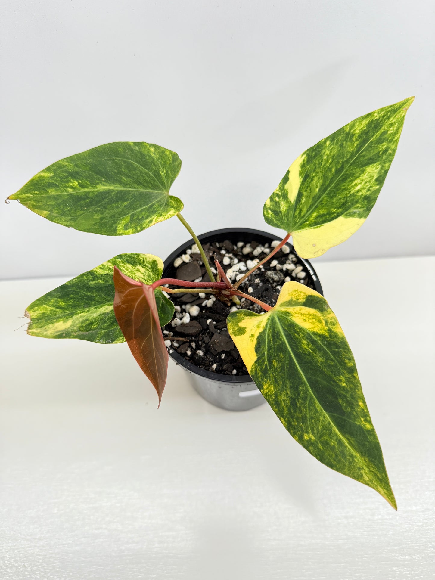 Anthurium Papillilaminum x Dressleri Highly Variegated - Free Shipping!