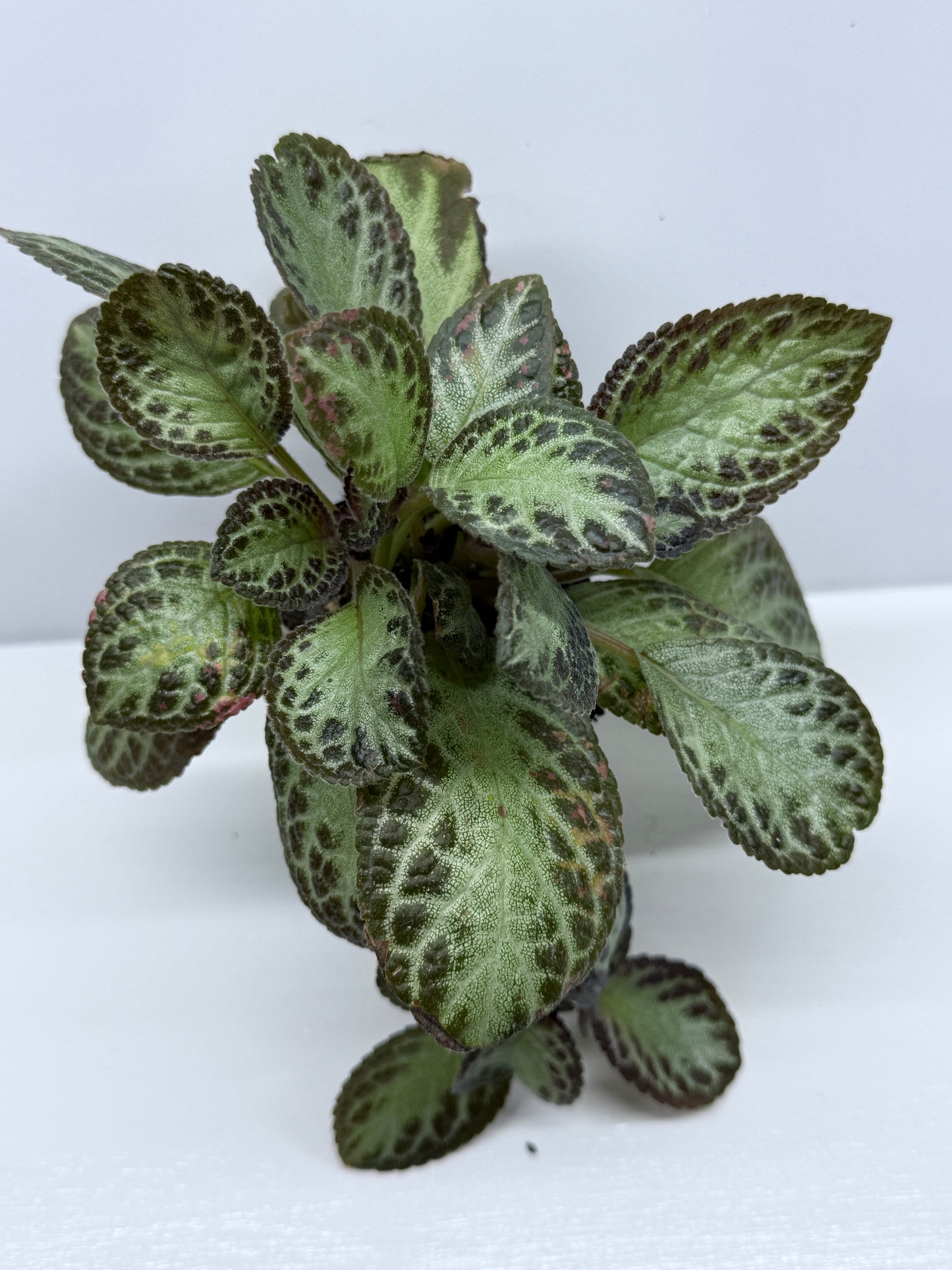 Episcia cupreata Silver Sheen U27