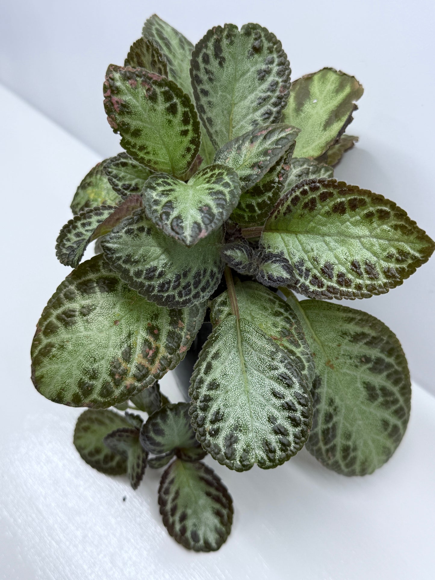 Episcia cupreata Silver Sheen U27
