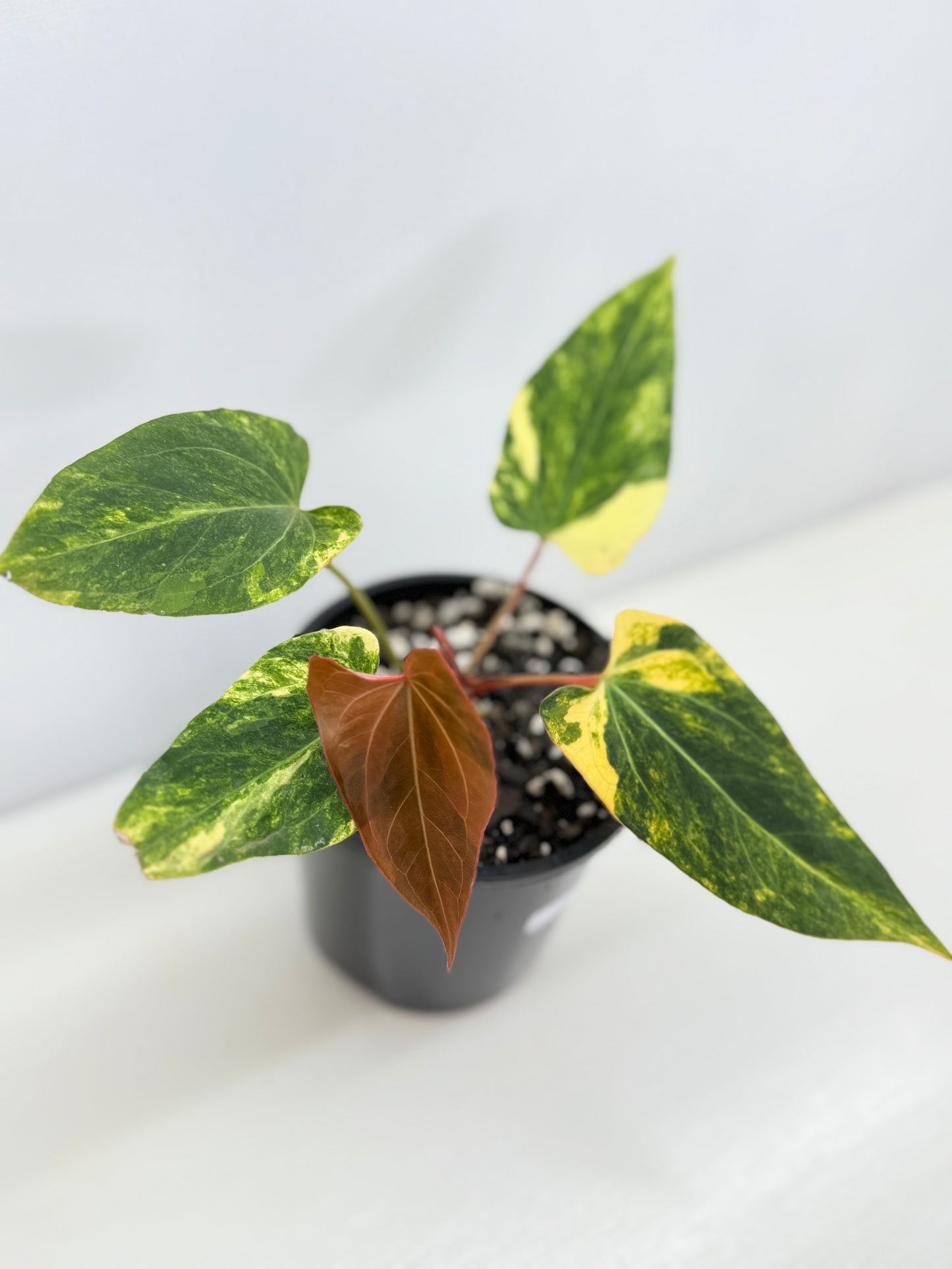 Anthurium Papillilaminum x Dressleri Highly Variegated - Free Shipping!