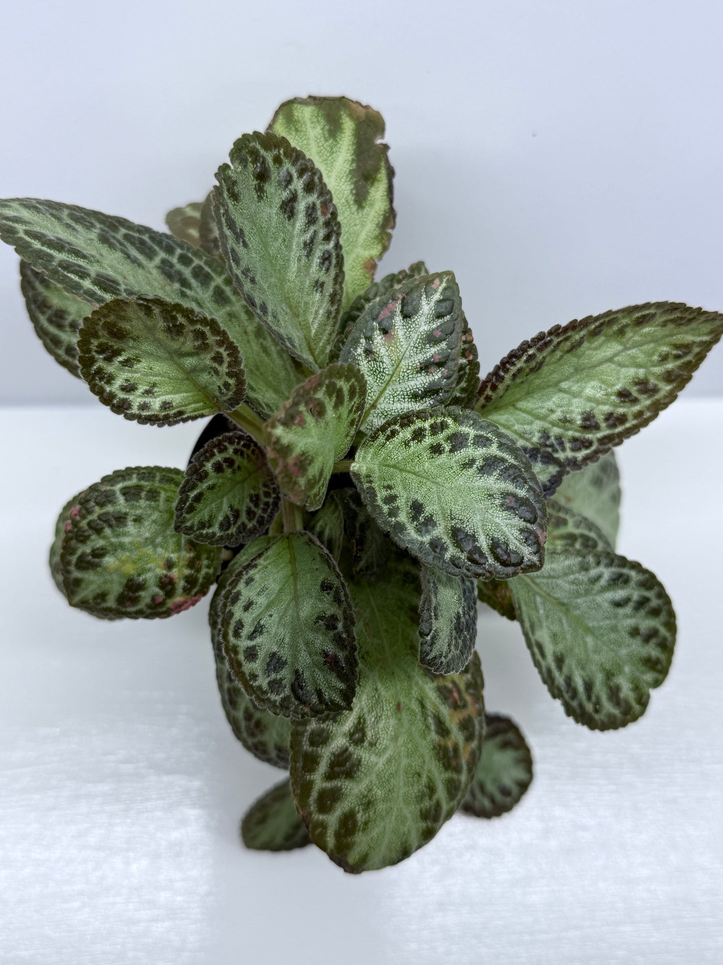 Episcia cupreata Silver Sheen U27