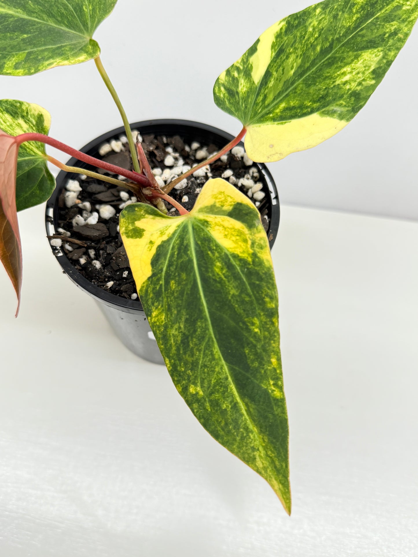Anthurium Papillilaminum x Dressleri Highly Variegated - Free Shipping!