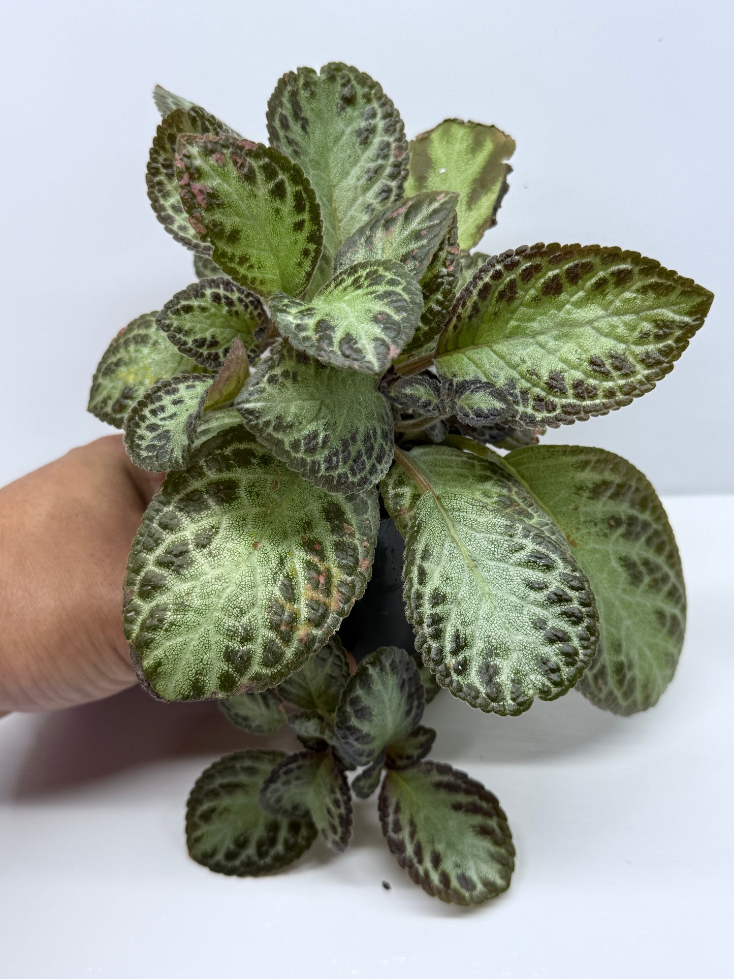 Episcia cupreata Silver Sheen U27