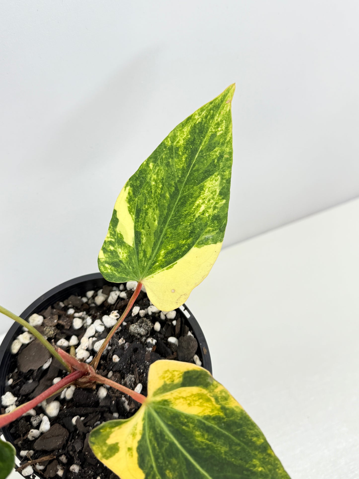 Anthurium Papillilaminum x Dressleri Highly Variegated - Free Shipping!