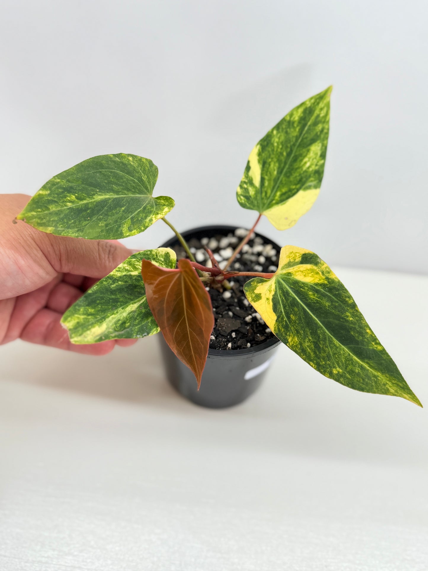 Anthurium Papillilaminum x Dressleri Highly Variegated - Free Shipping!