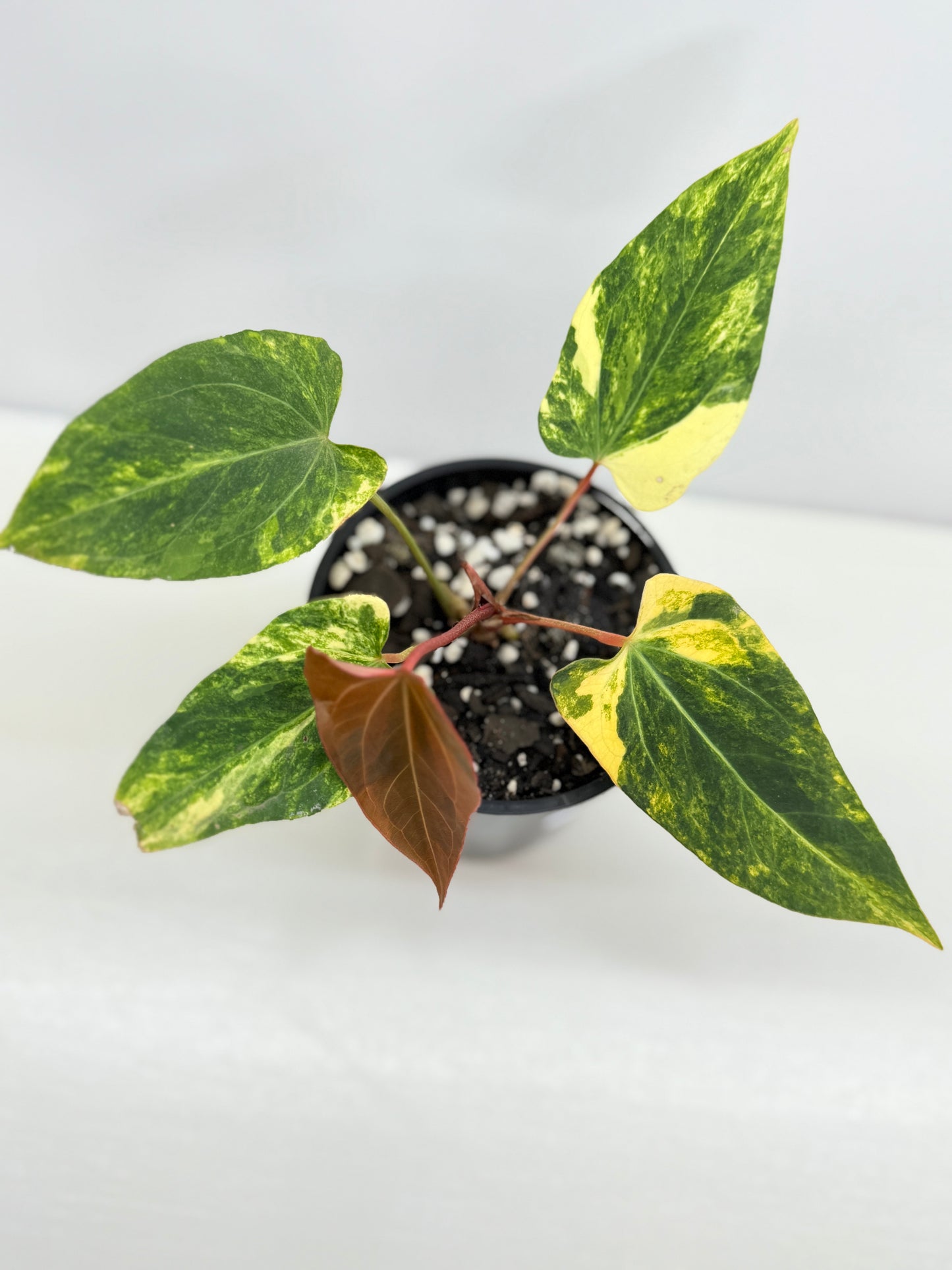 Anthurium Papillilaminum x Dressleri Highly Variegated - Free Shipping!