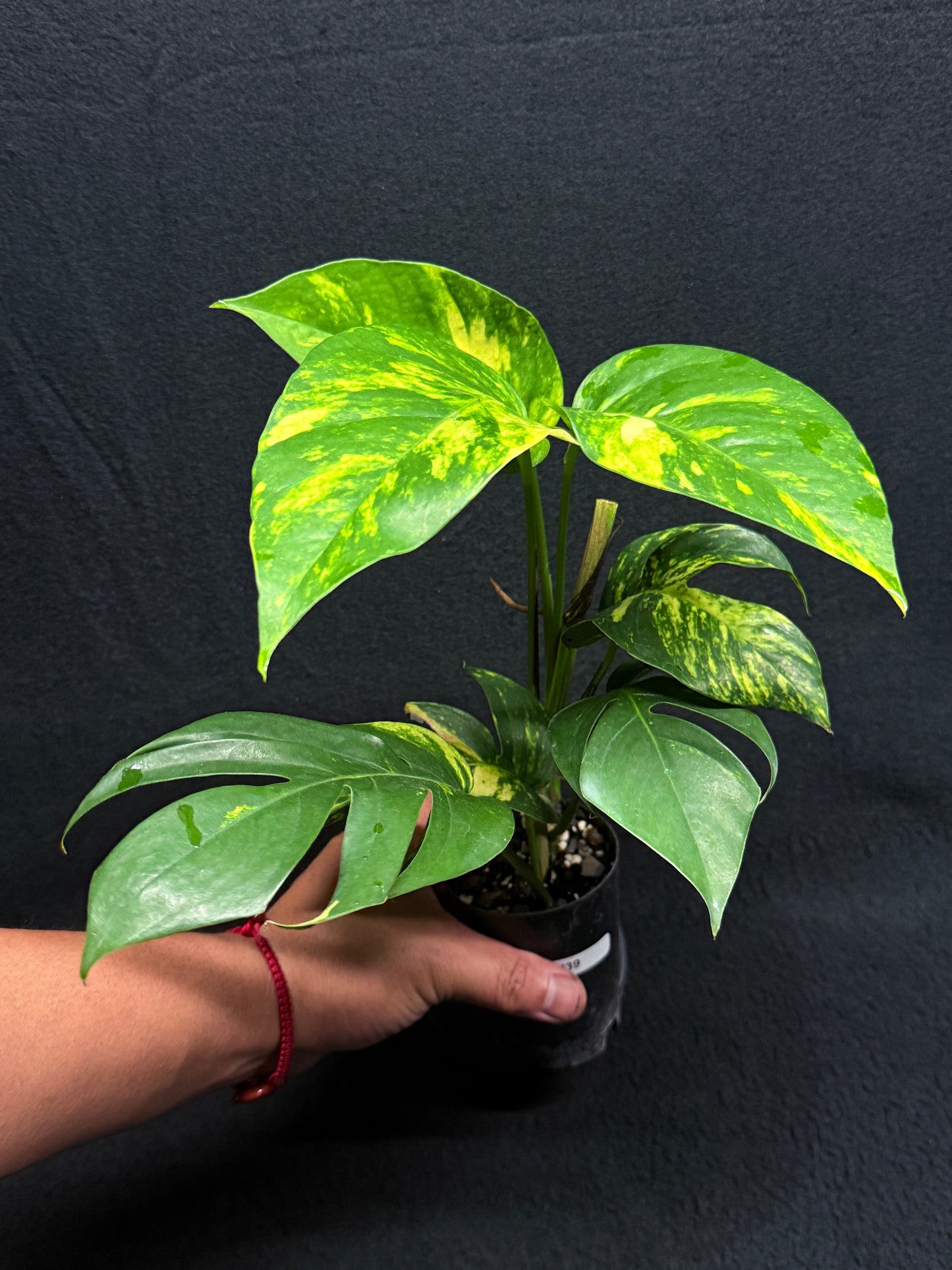 Epipremnum pinnatum Yellow Flame - Matured Form H39