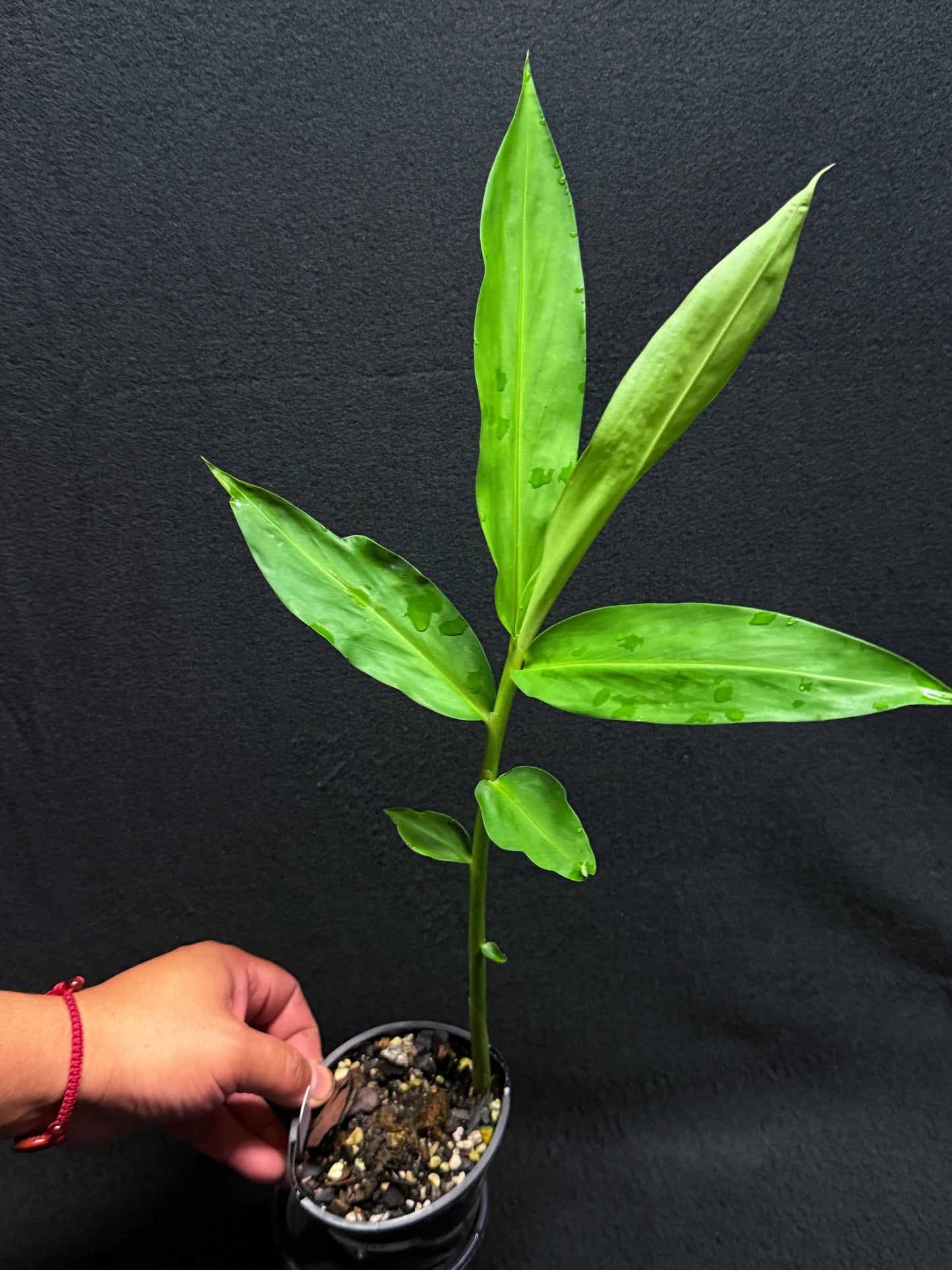 Zingiber spectabile 'Giant Chocolate Beehive' Ginger U83