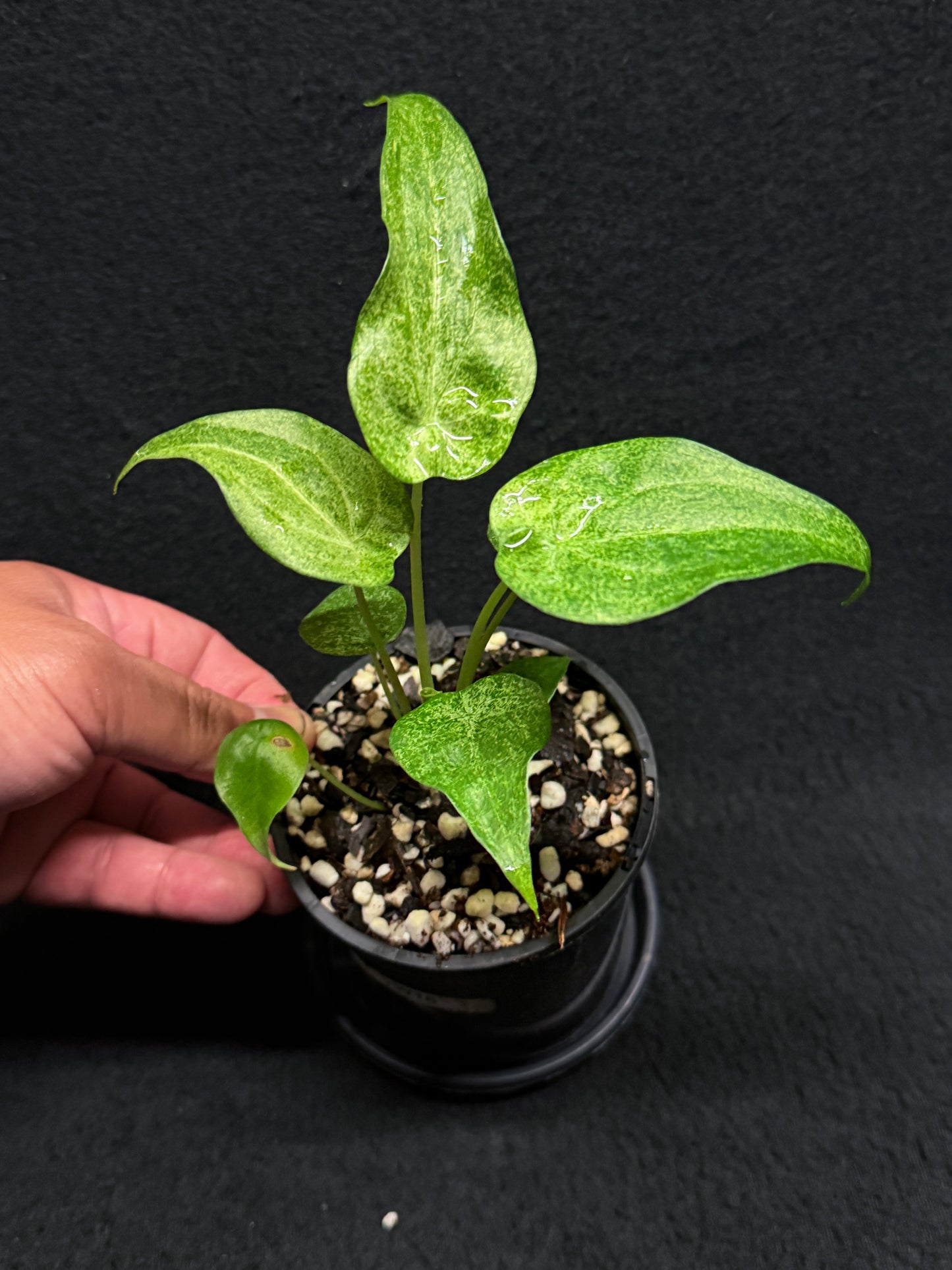 Alocasia Cucullata Mint Variegated (New Release) W16