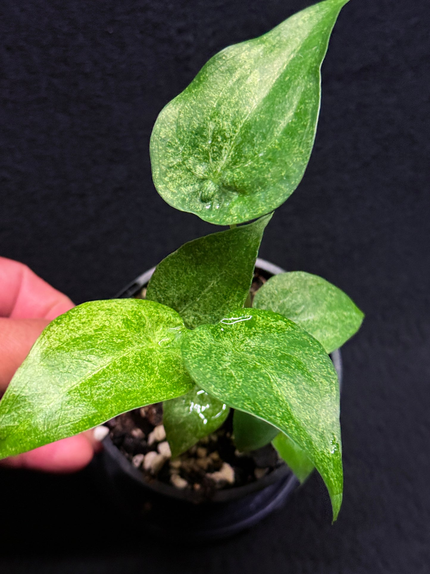 Alocasia Cucullata Mint Variegated (New Release) W15
