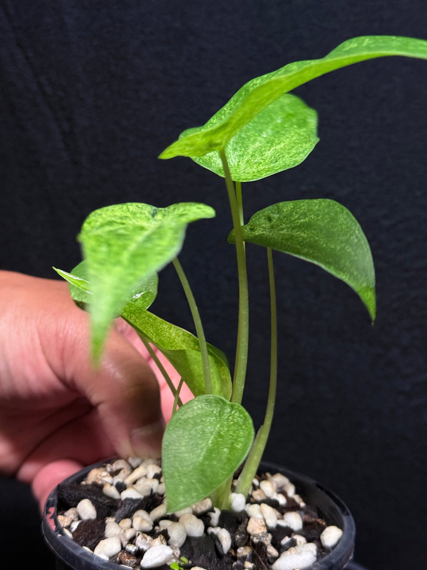 Alocasia Cucullata Mint Variegated (New Release) W14