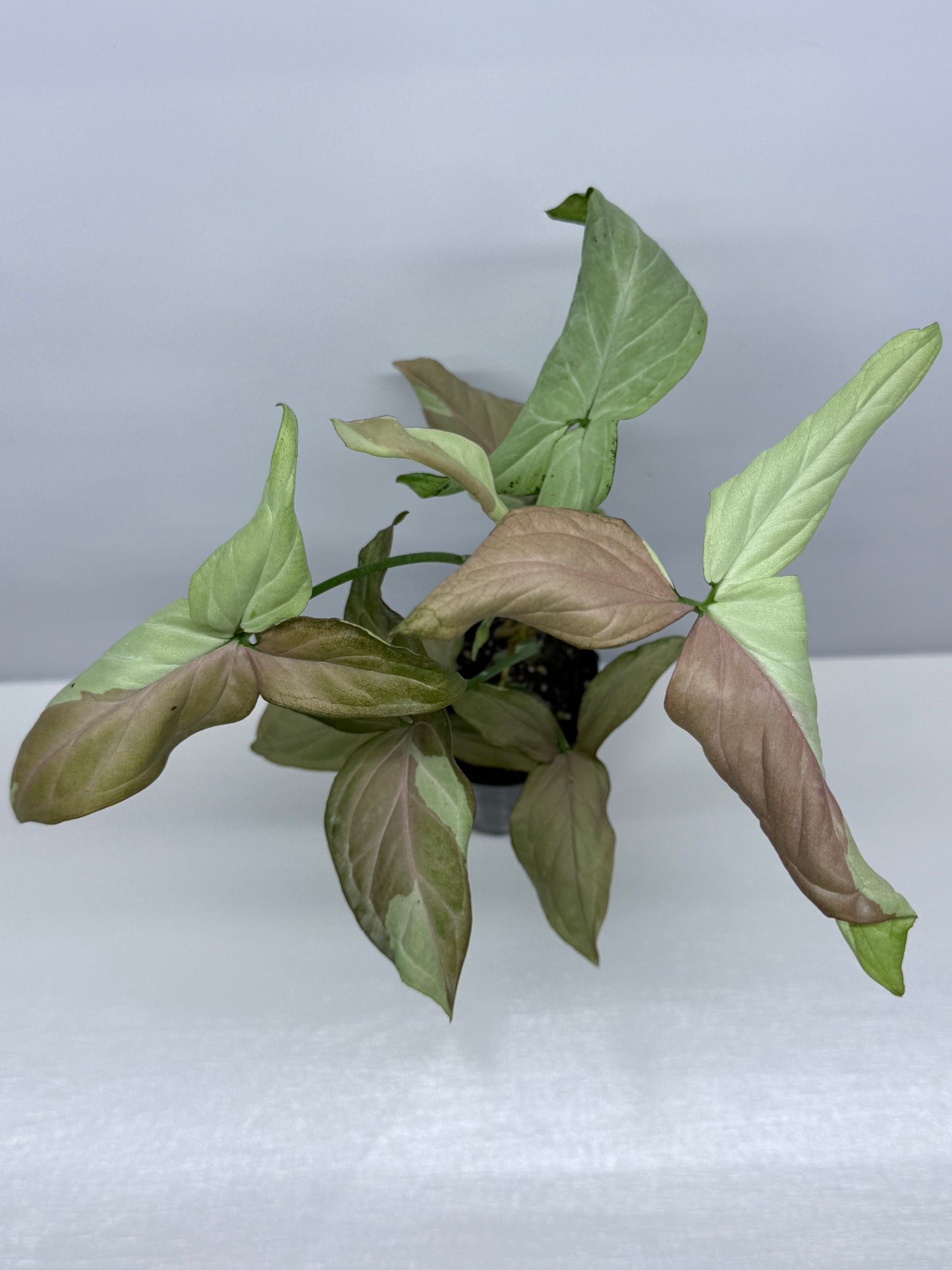 Syngonium Strawberry Milk NONTC U36 - Rarely Offered