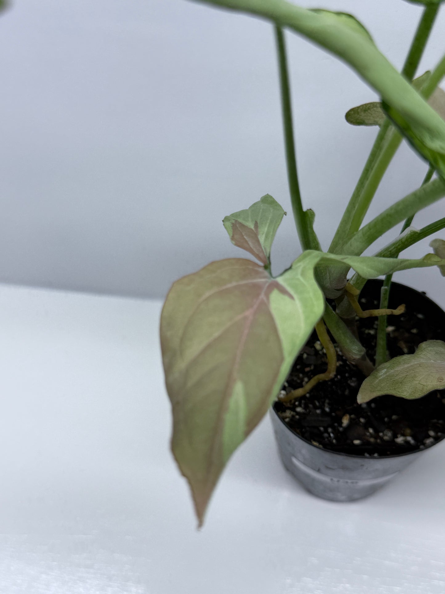 Syngonium Strawberry Milk NONTC U36 - Rarely Offered
