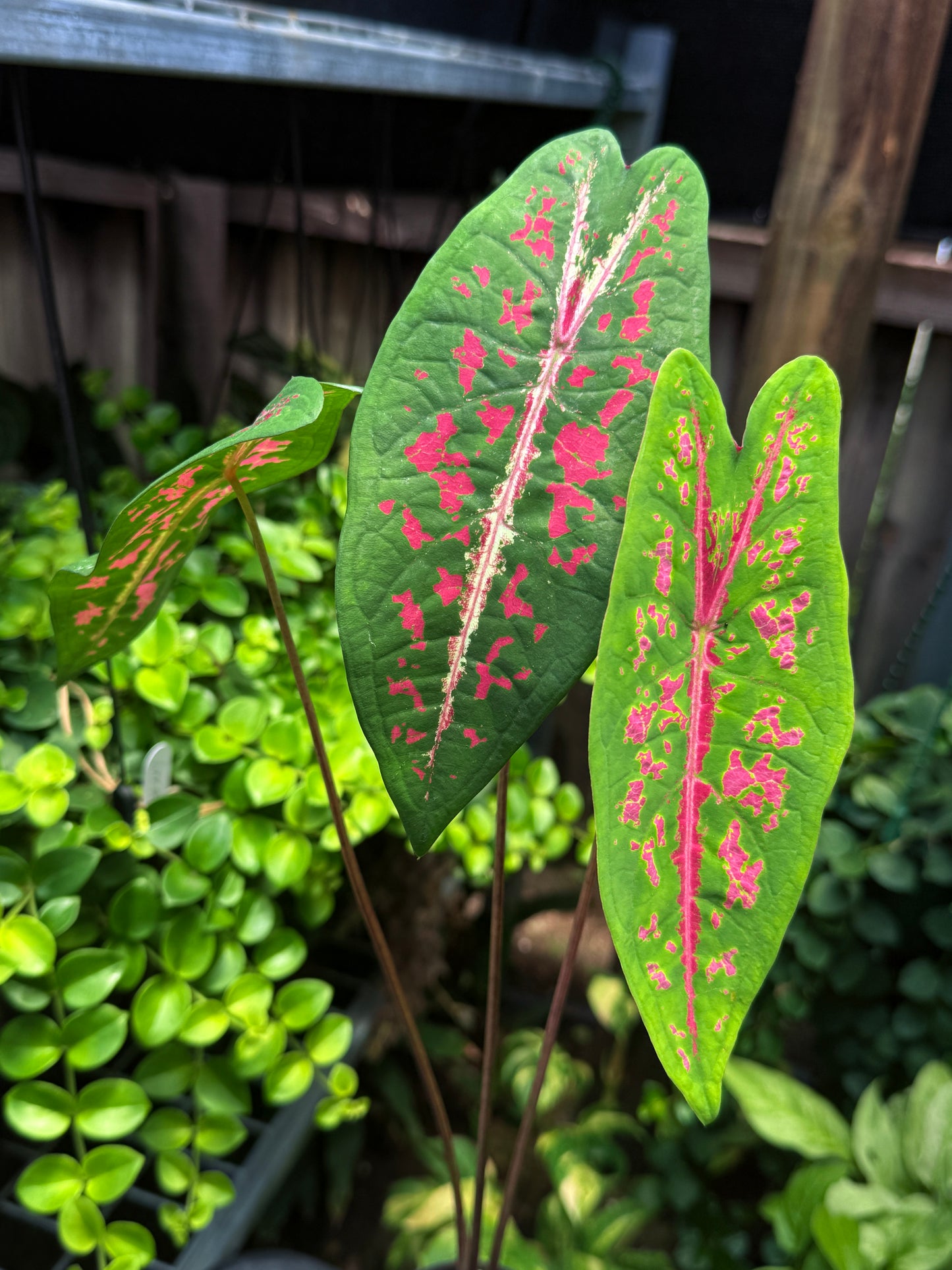 Caladium 'Picturatum' - Best Plant in Stock.