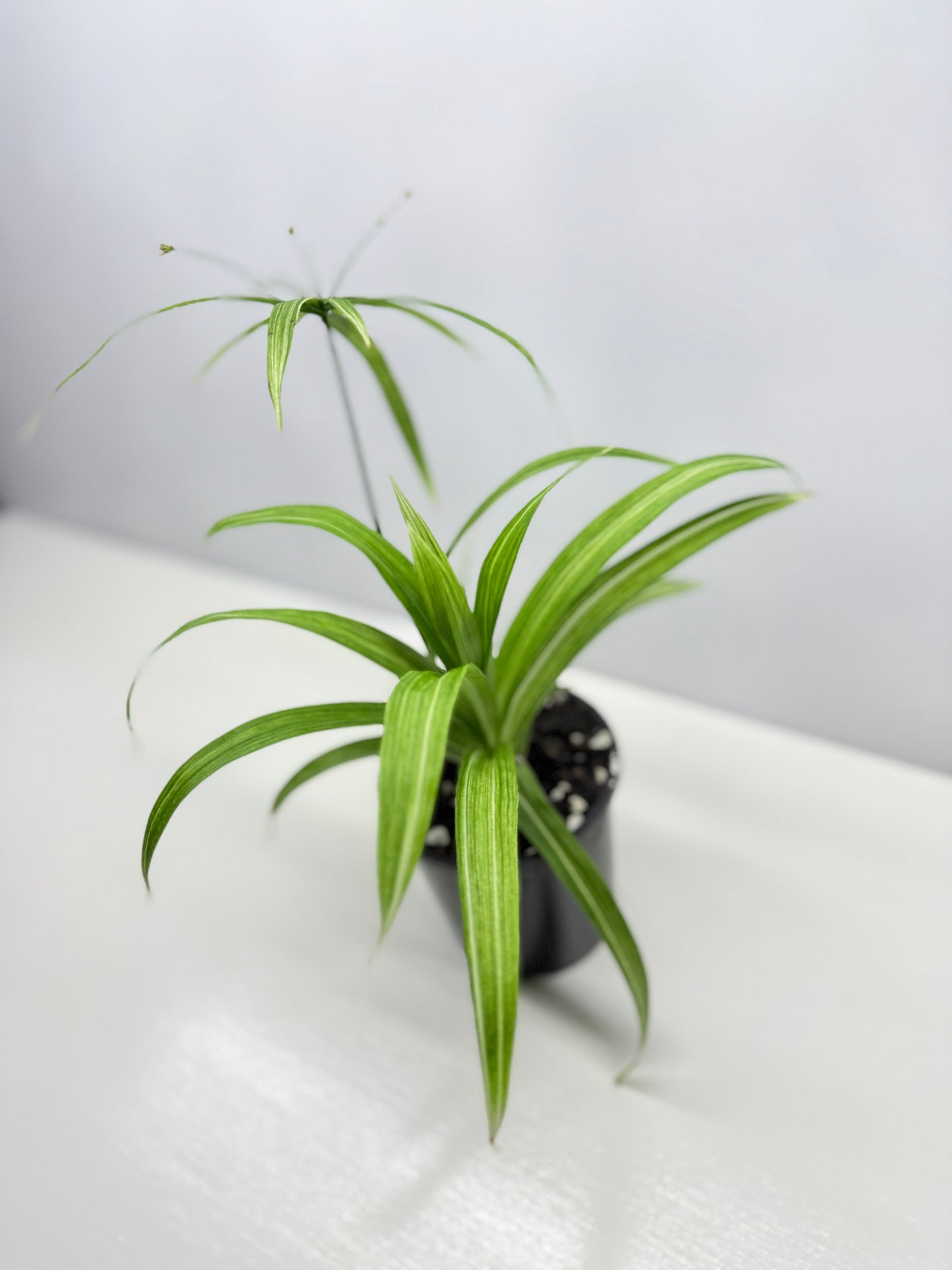 Cyperus albostriatus variegatus 'Dwarf Striped Umbrella Plant' - Best Pick of the Crop!