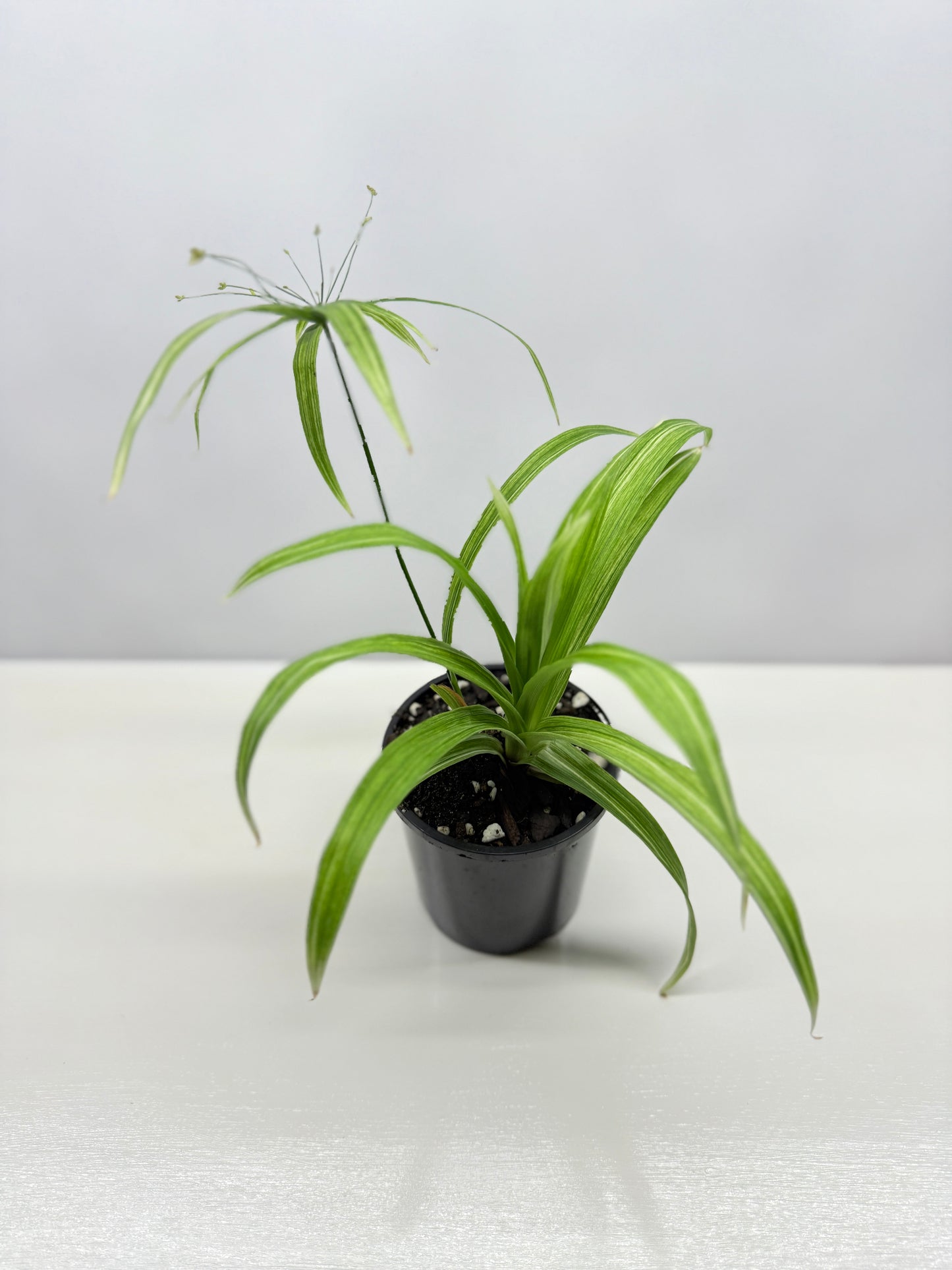 Cyperus albostriatus variegatus 'Dwarf Striped Umbrella Plant' - Best Pick of the Crop!