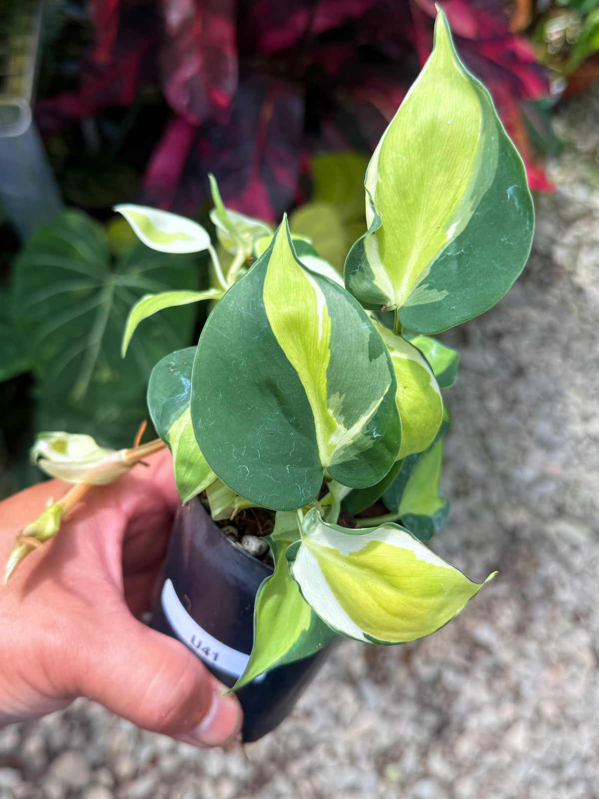 Philodendron 'Cream Splash' U41
