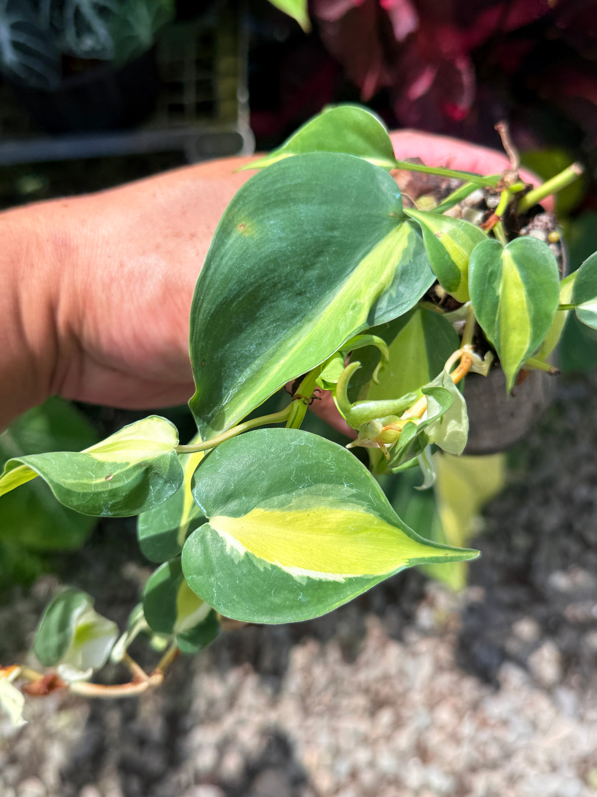 Philodendron 'Cream Splash' U42