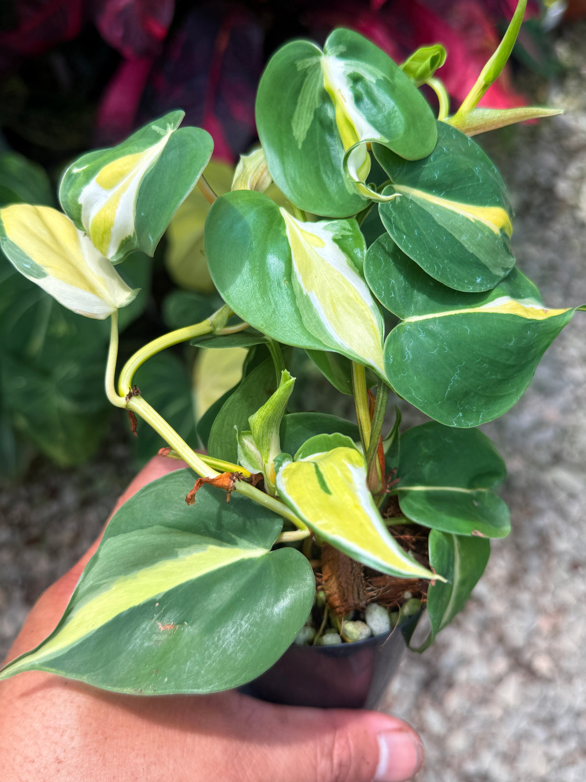 Philodendron 'Cream Splash' U48