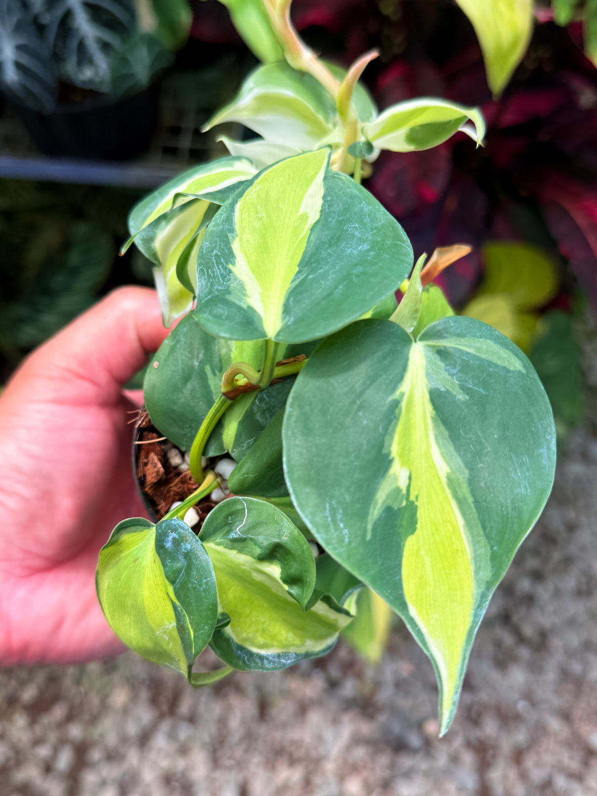 Philodendron 'Cream Splash' U43