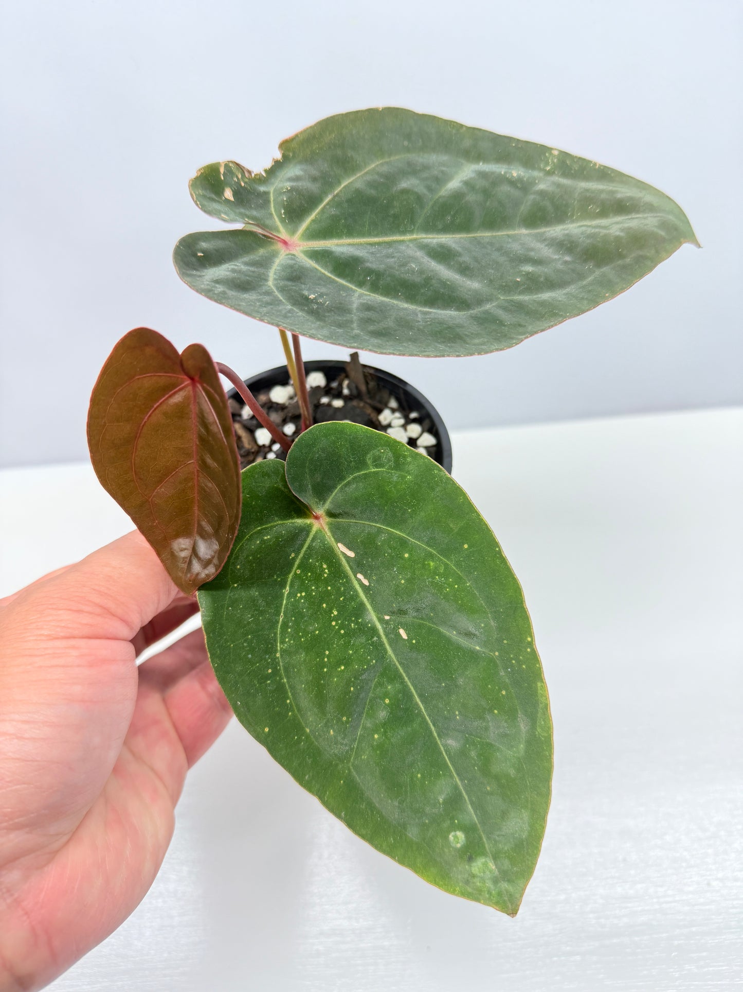Anthurium hoffmannii Red Sinus aka Blood Moon - Rarely Offered B57